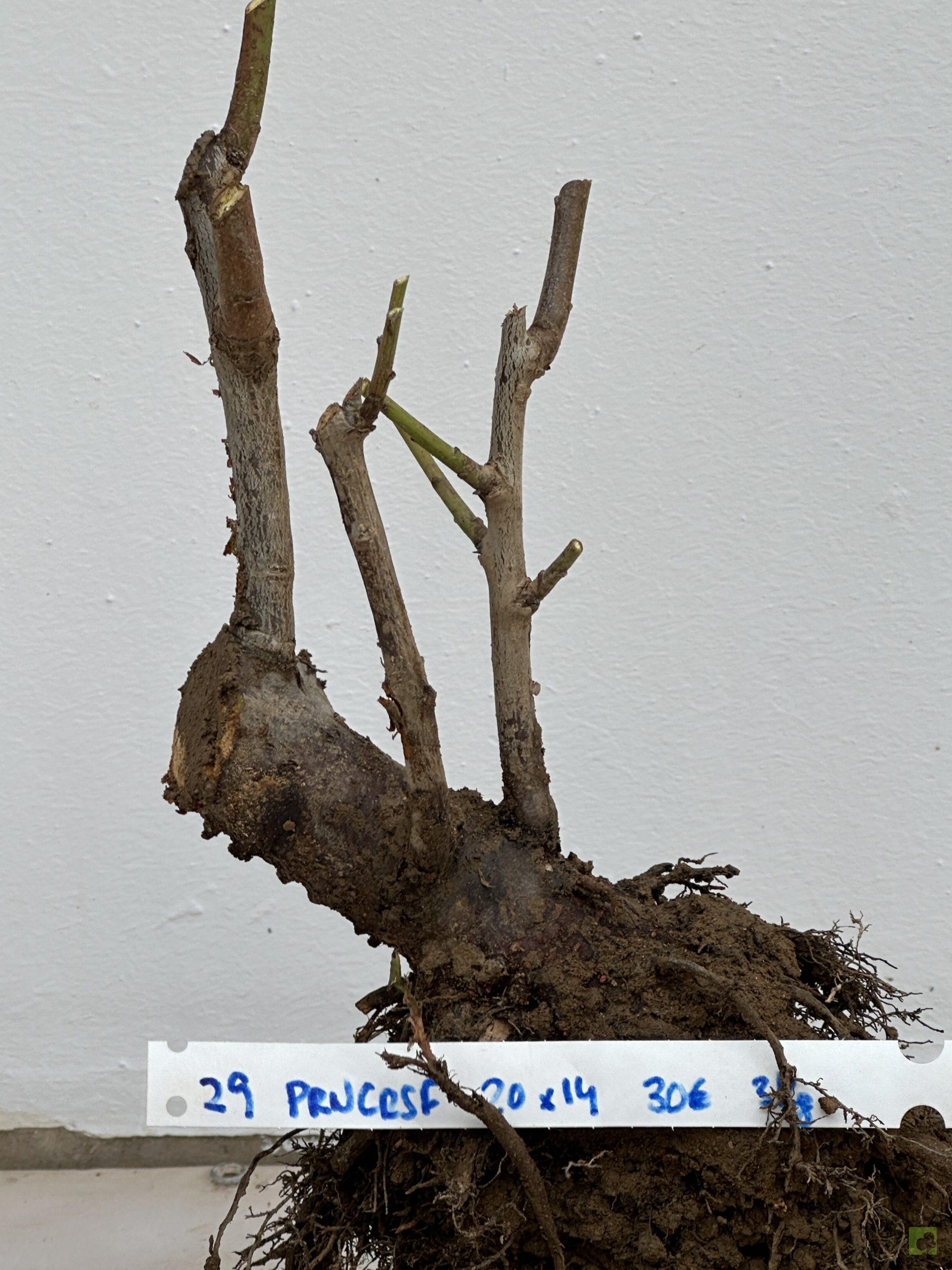 prunus Cerasifera 29 (2)