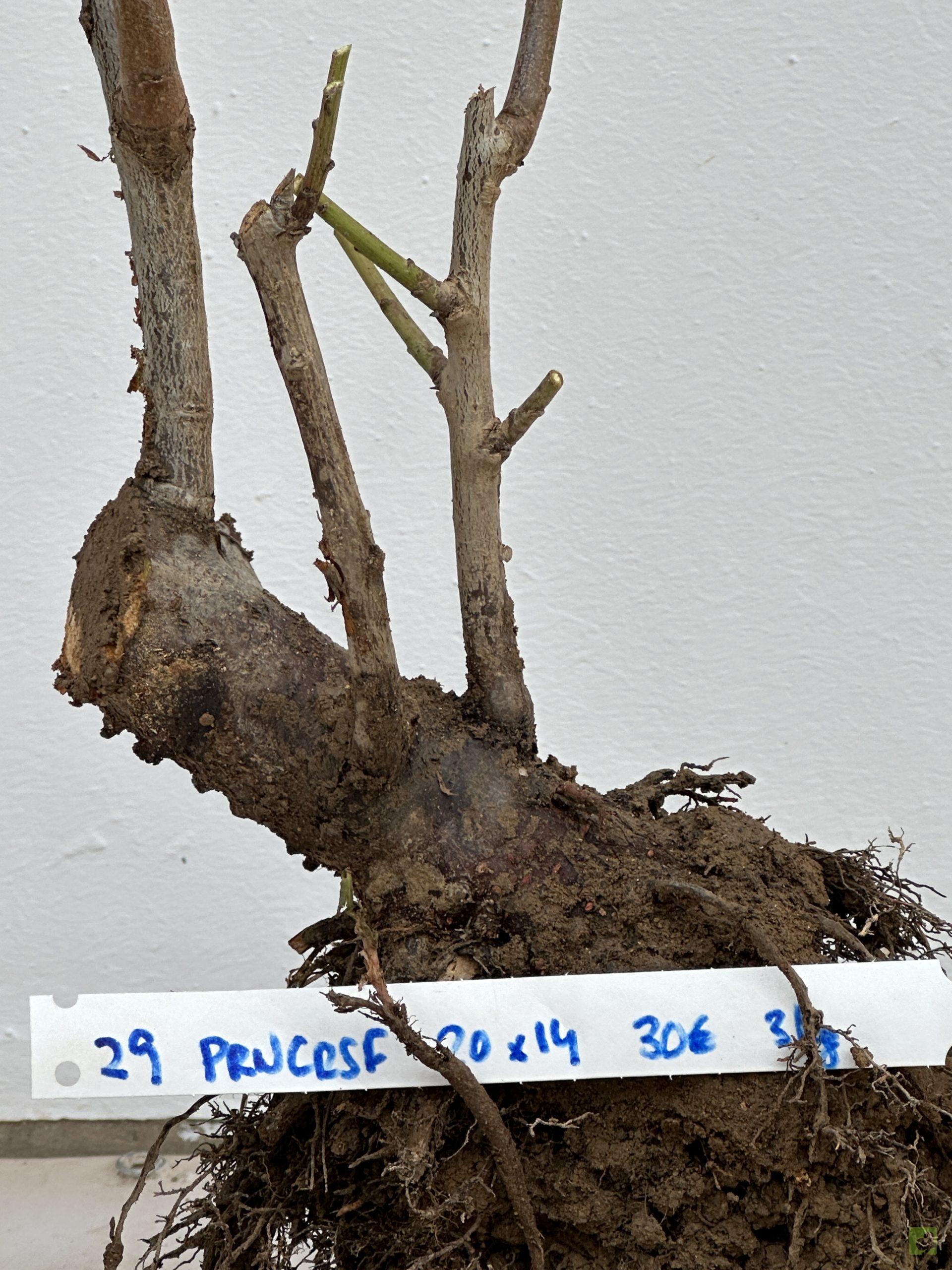 prunus Cerasifera 29 (3)