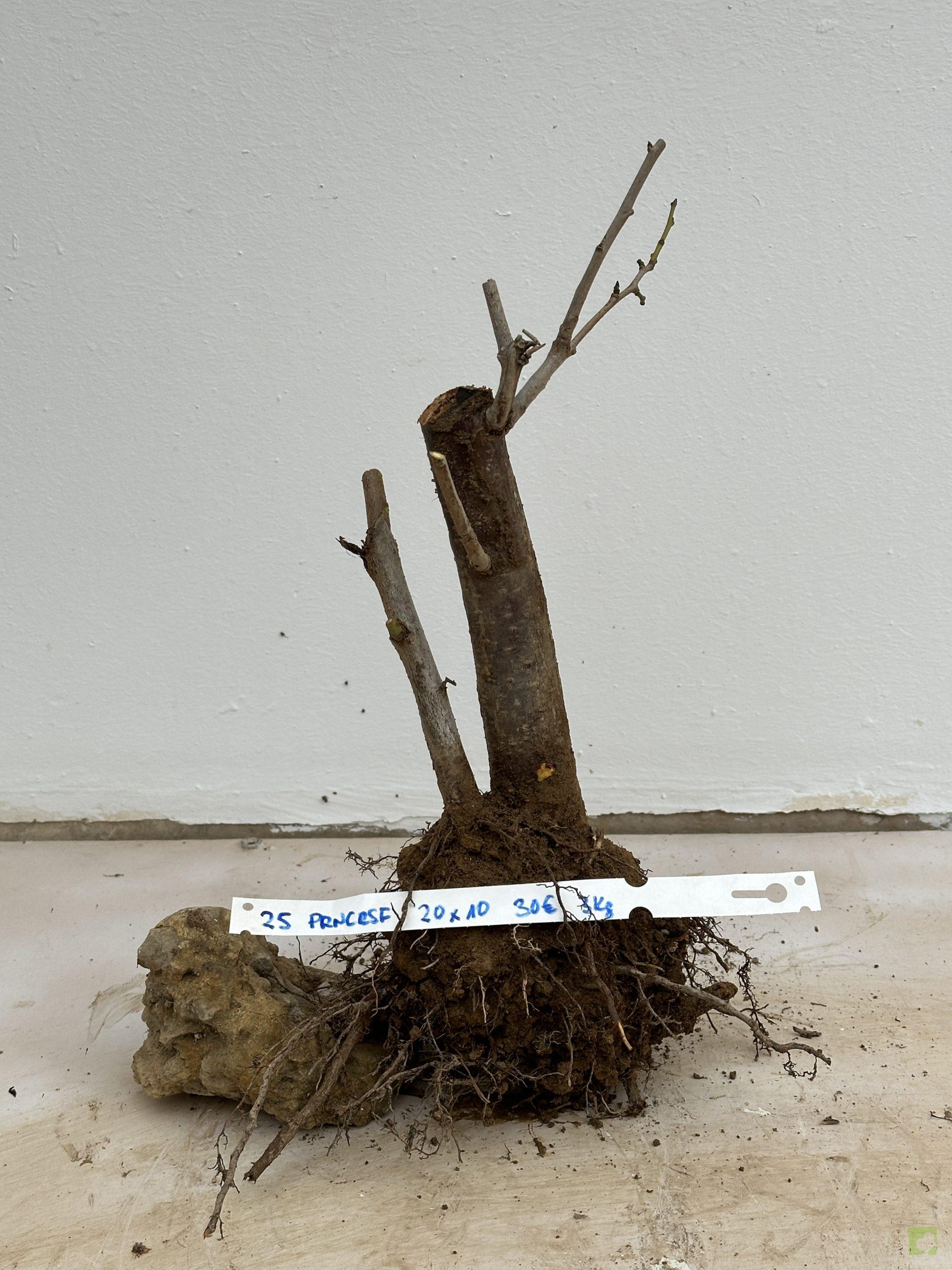 prunus cerasifera 25 (1)