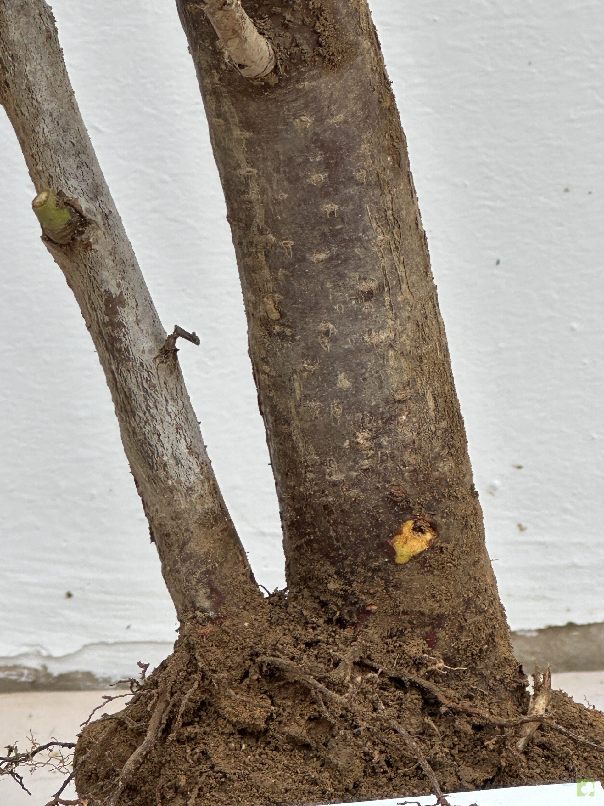 prunus cerasifera 25 (2)