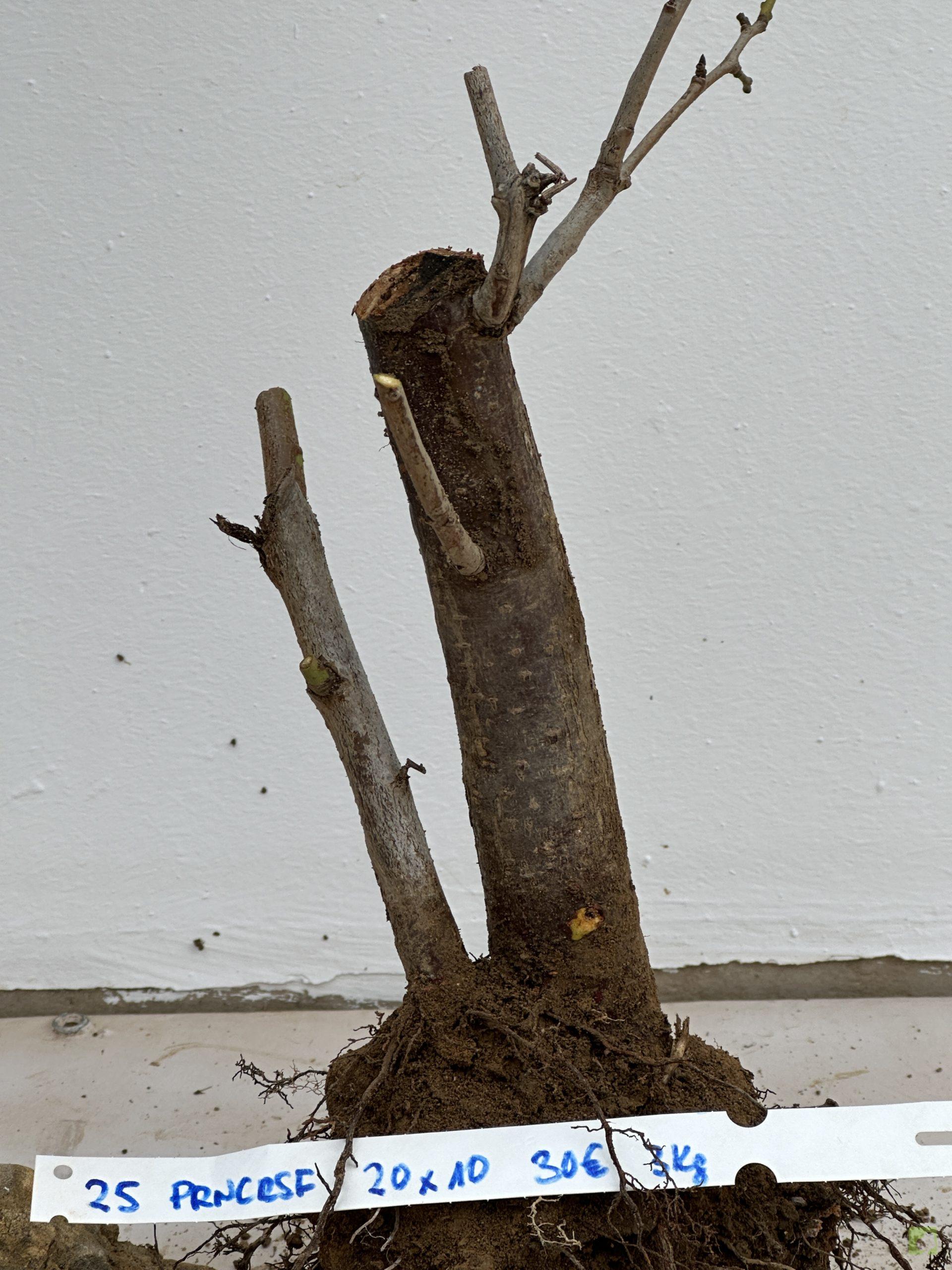 prunus cerasifera 25 (3)