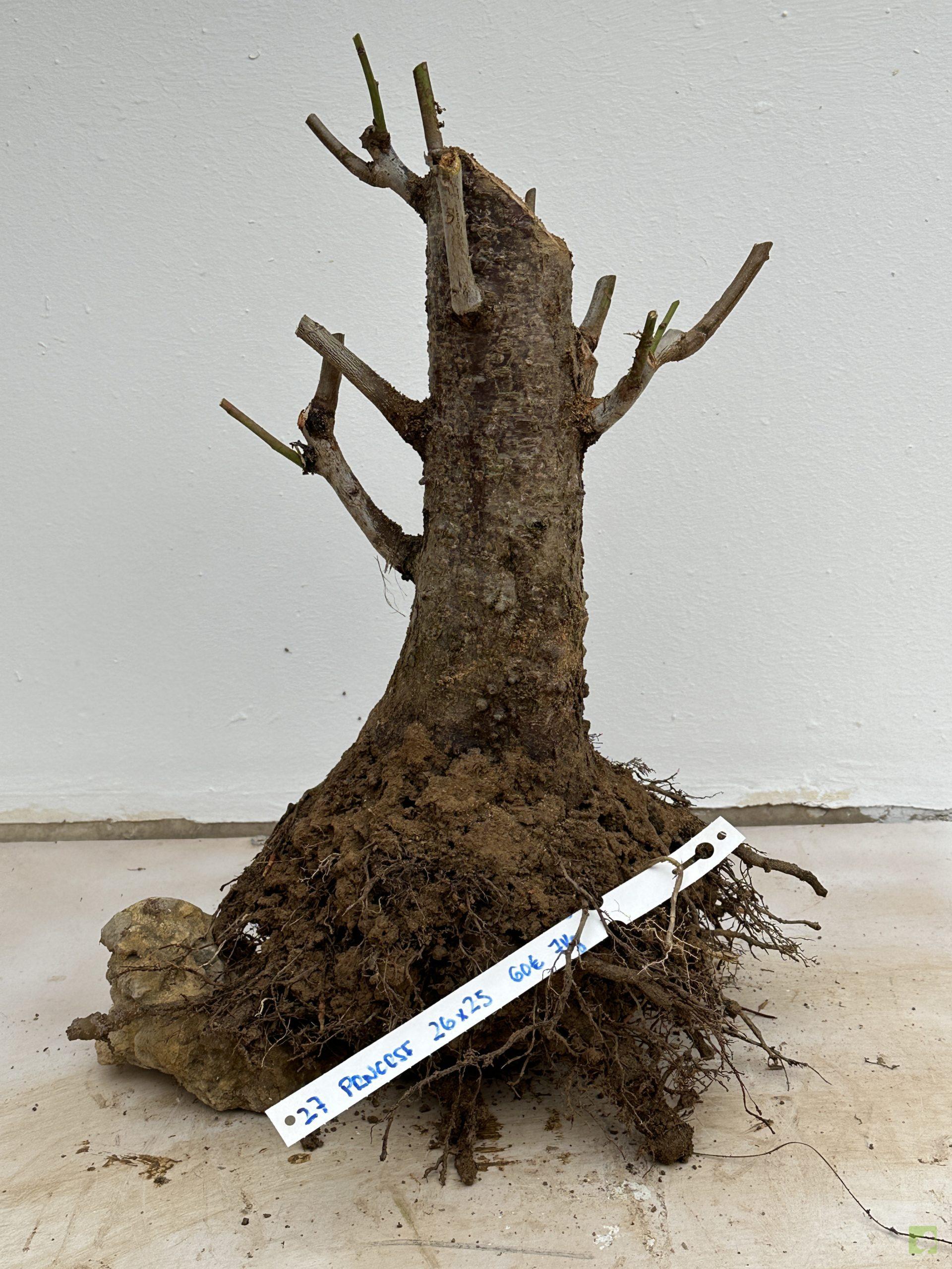 prunus cerasifera 27 (1)