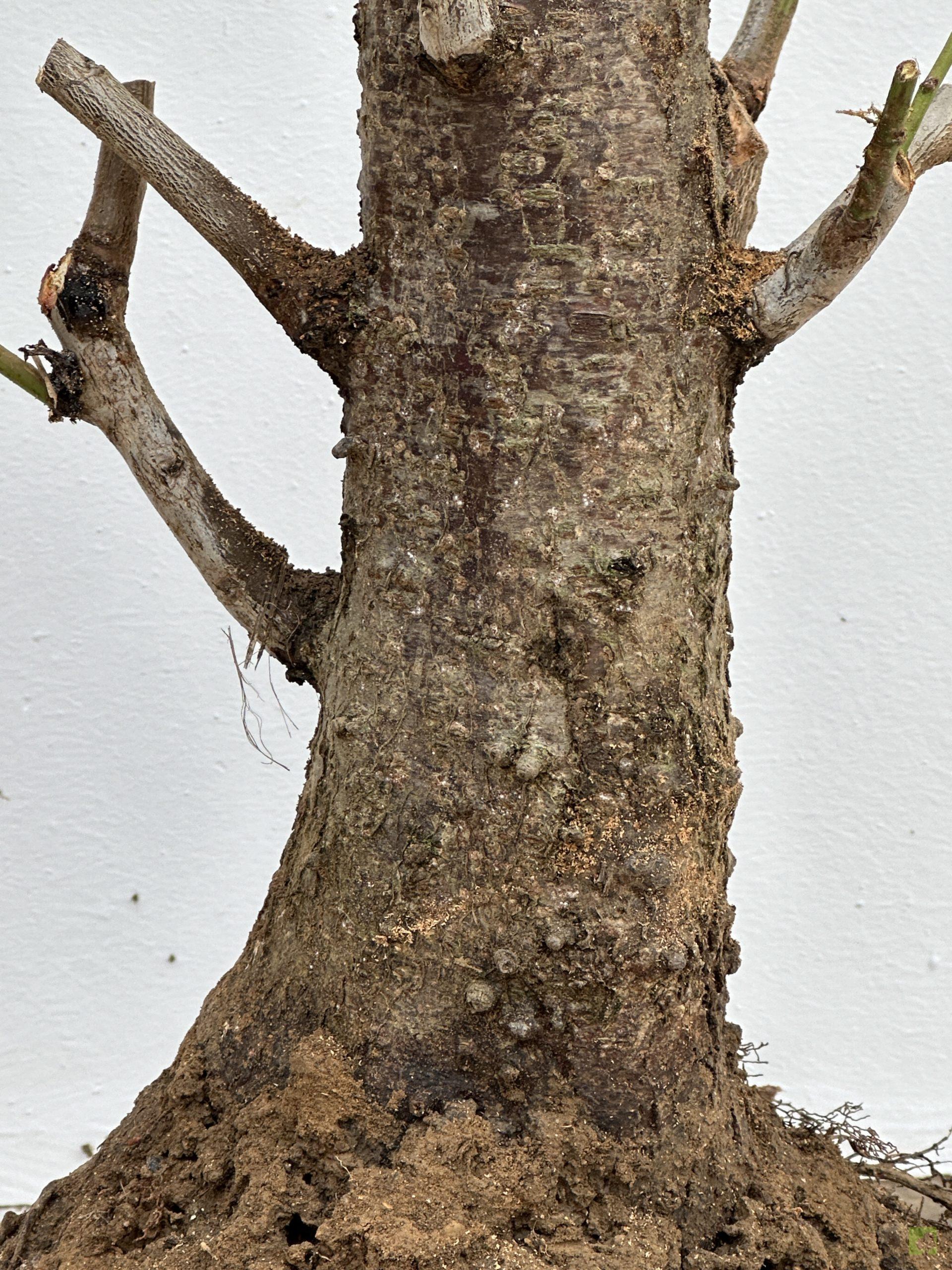 prunus cerasifera 27 (2)