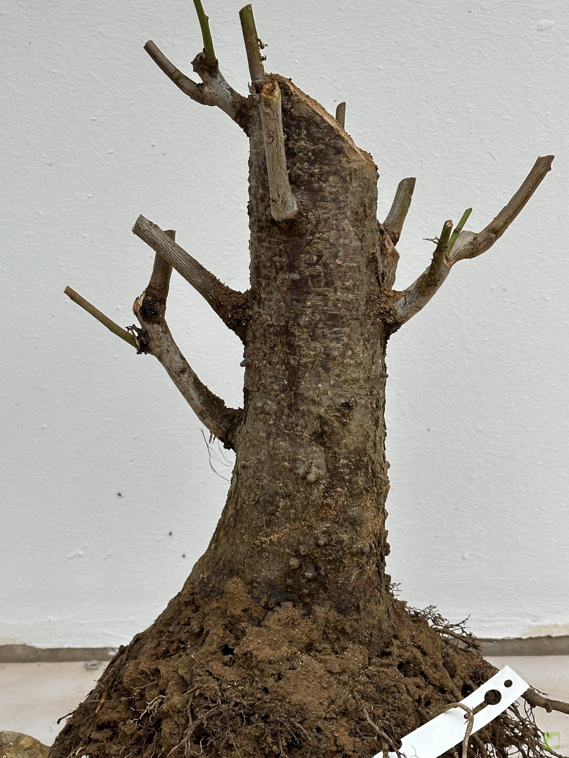 prunus cerasifera 27 (3)