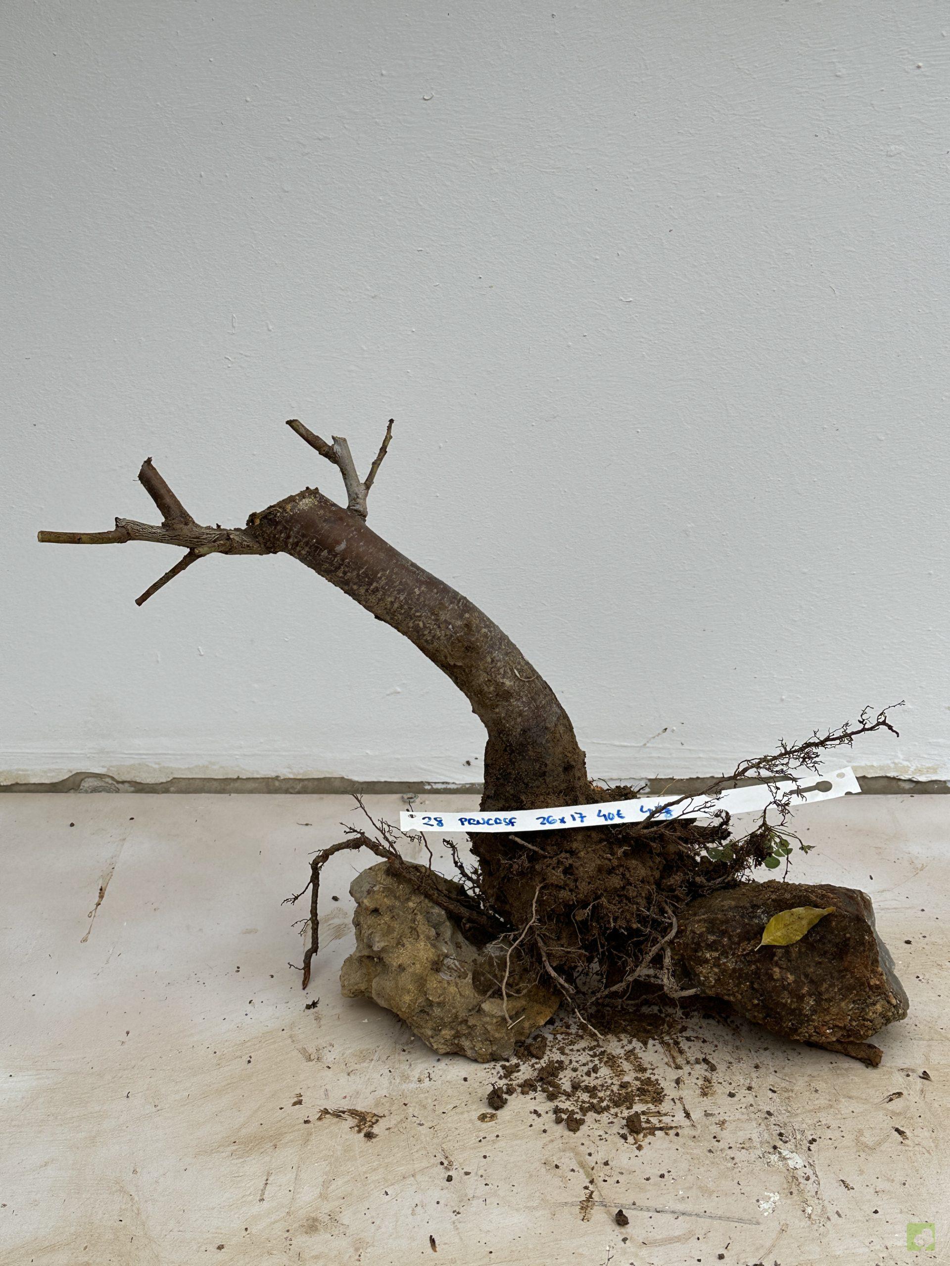 prunus cerasifera 28 (1)