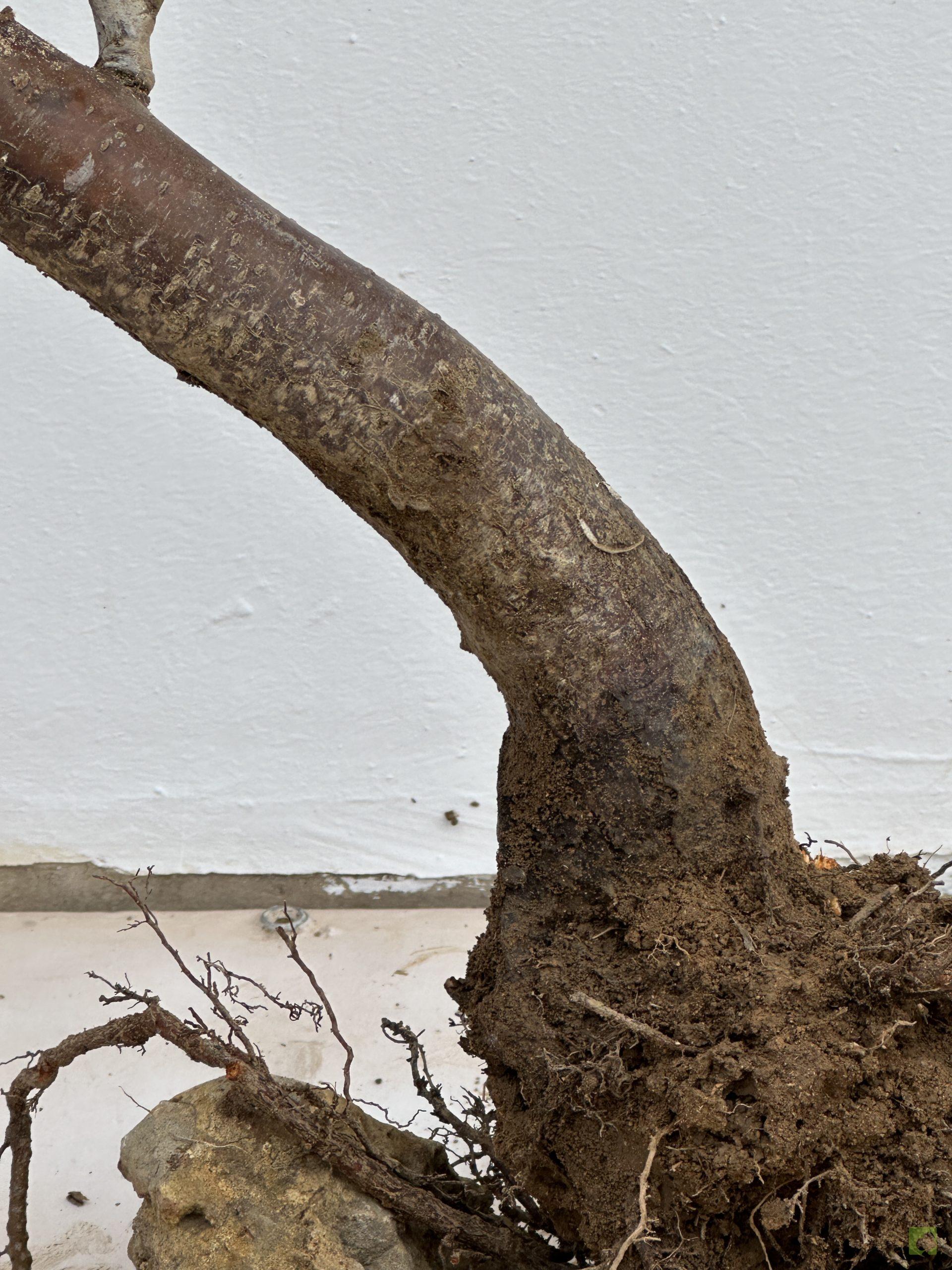 prunus cerasifera 28 (2)