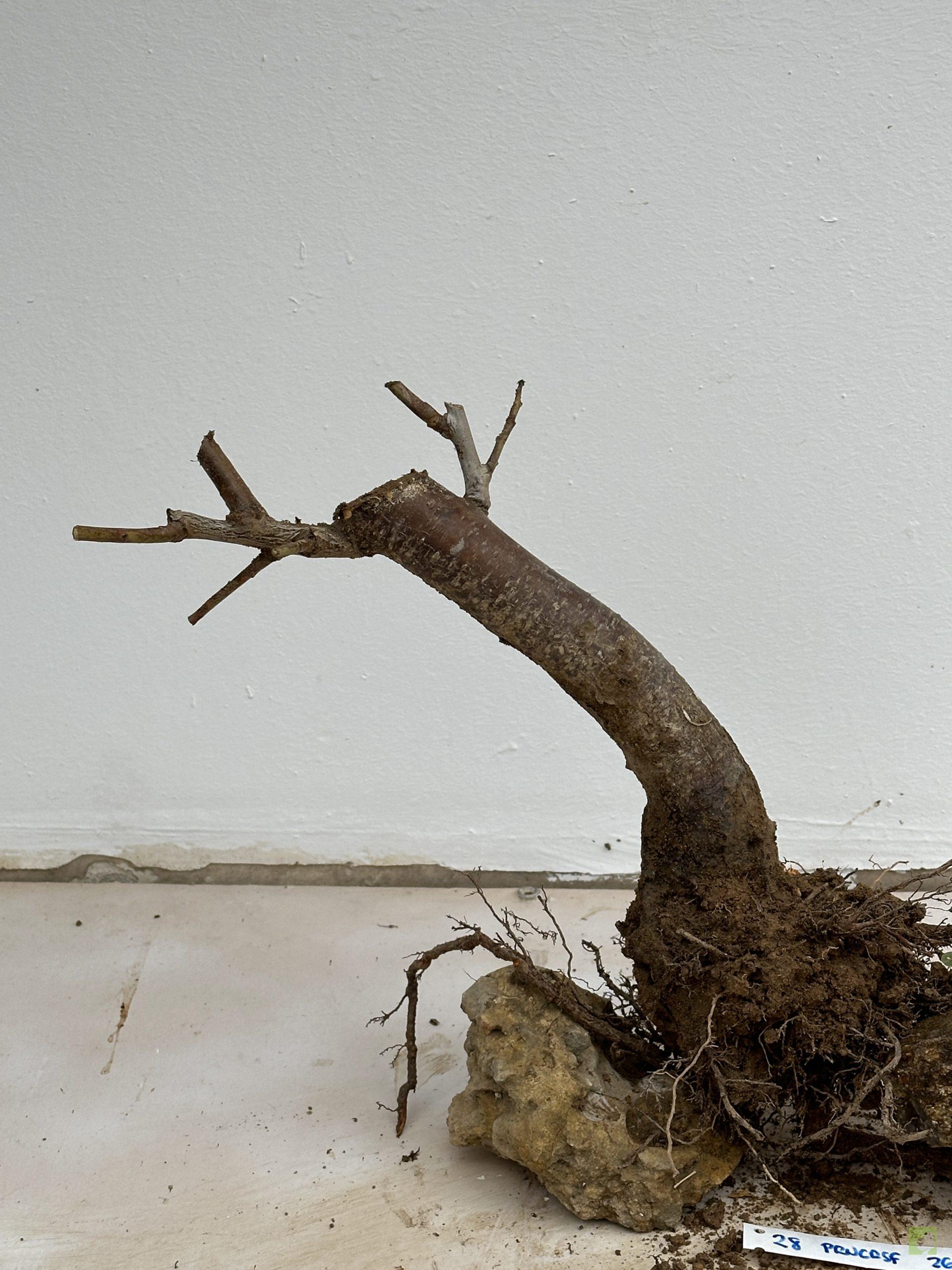 prunus cerasifera 28 (3)