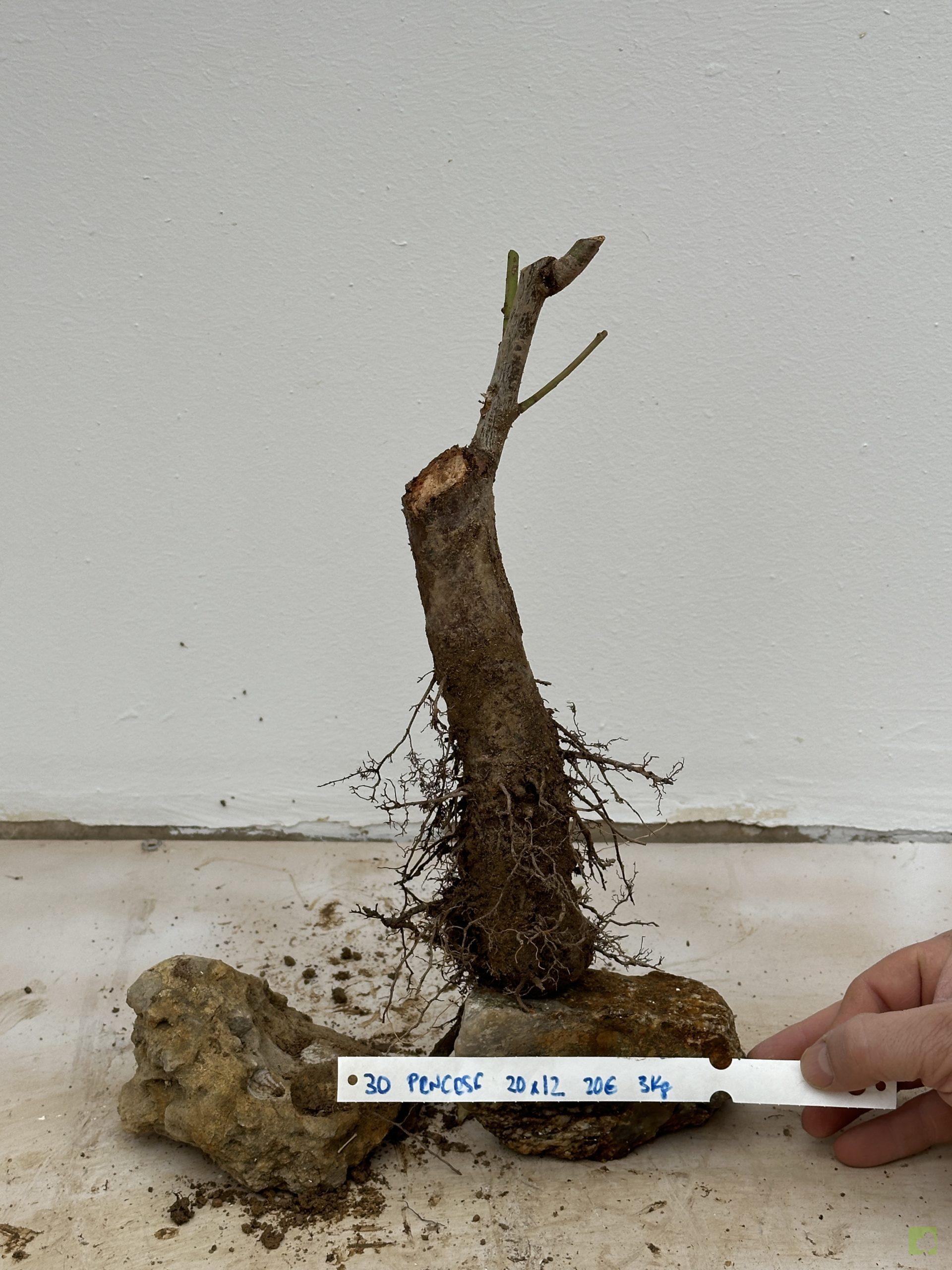 prunus cerasifera 30 (1)