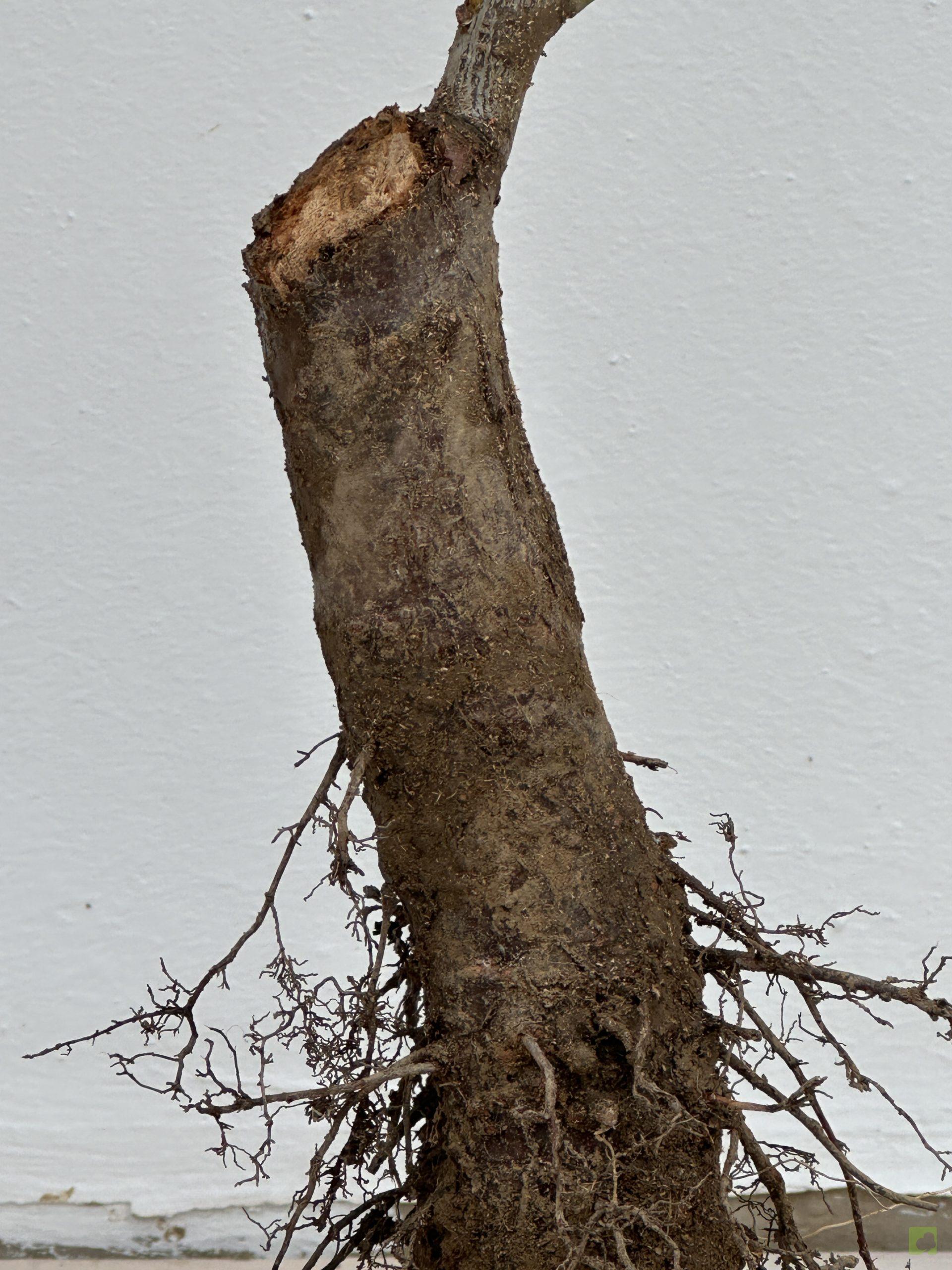 prunus cerasifera 30 (2)