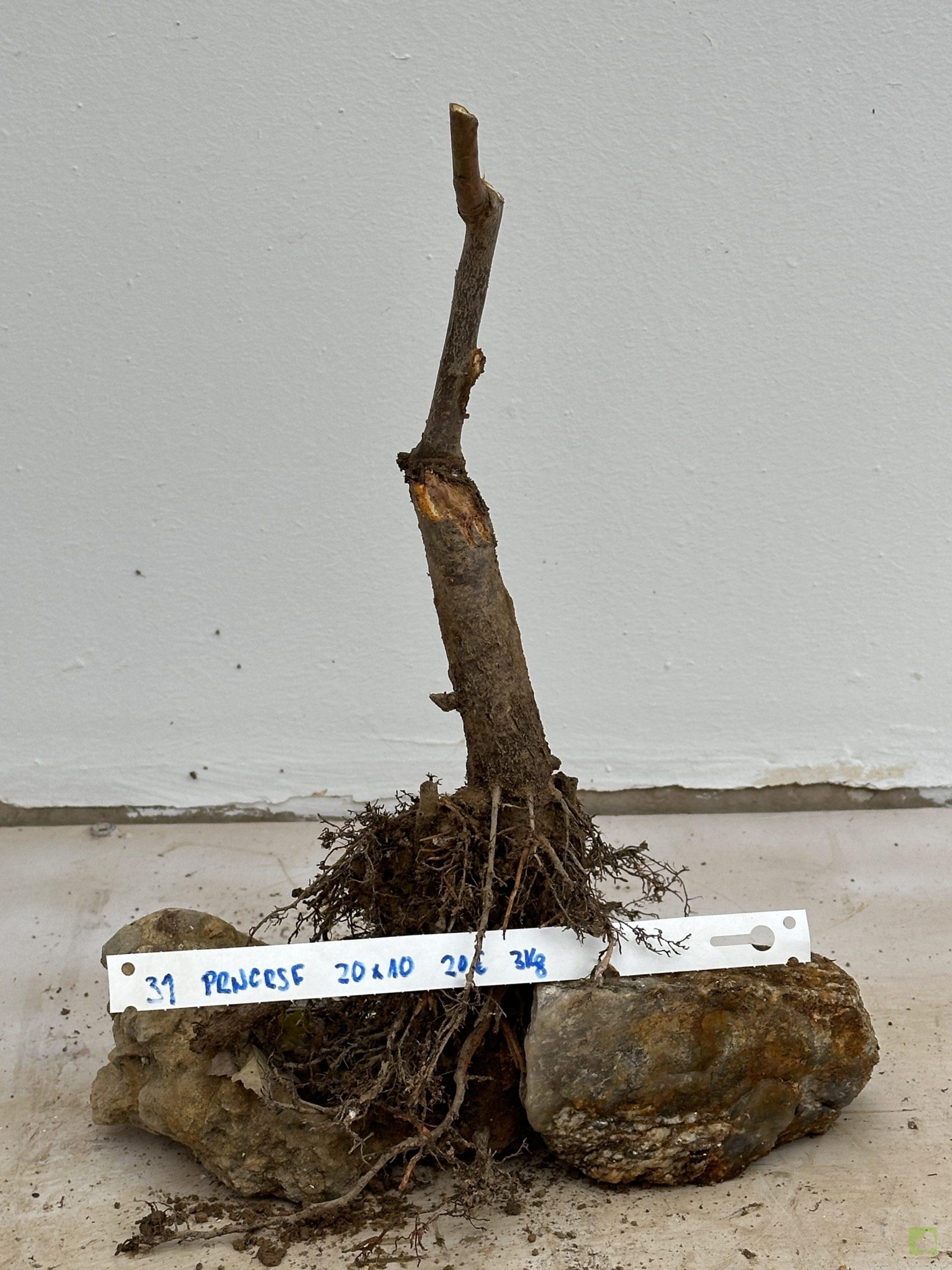 prunus cerasifera 31 (1)