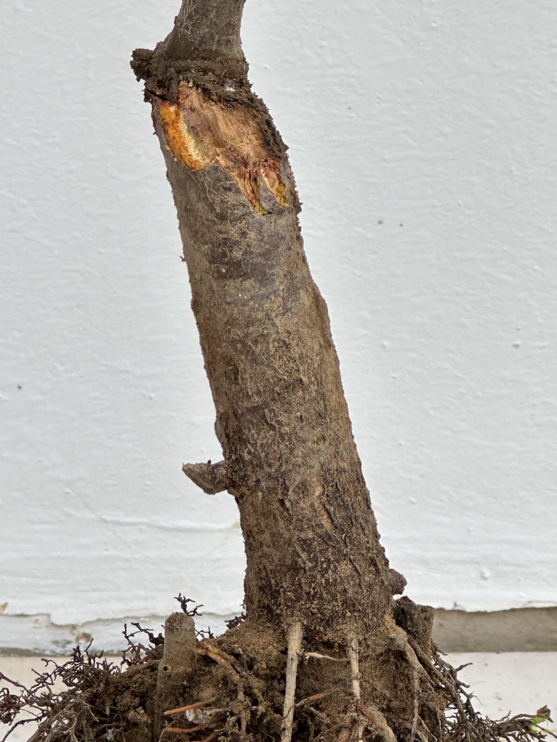 prunus cerasifera 31 (2)