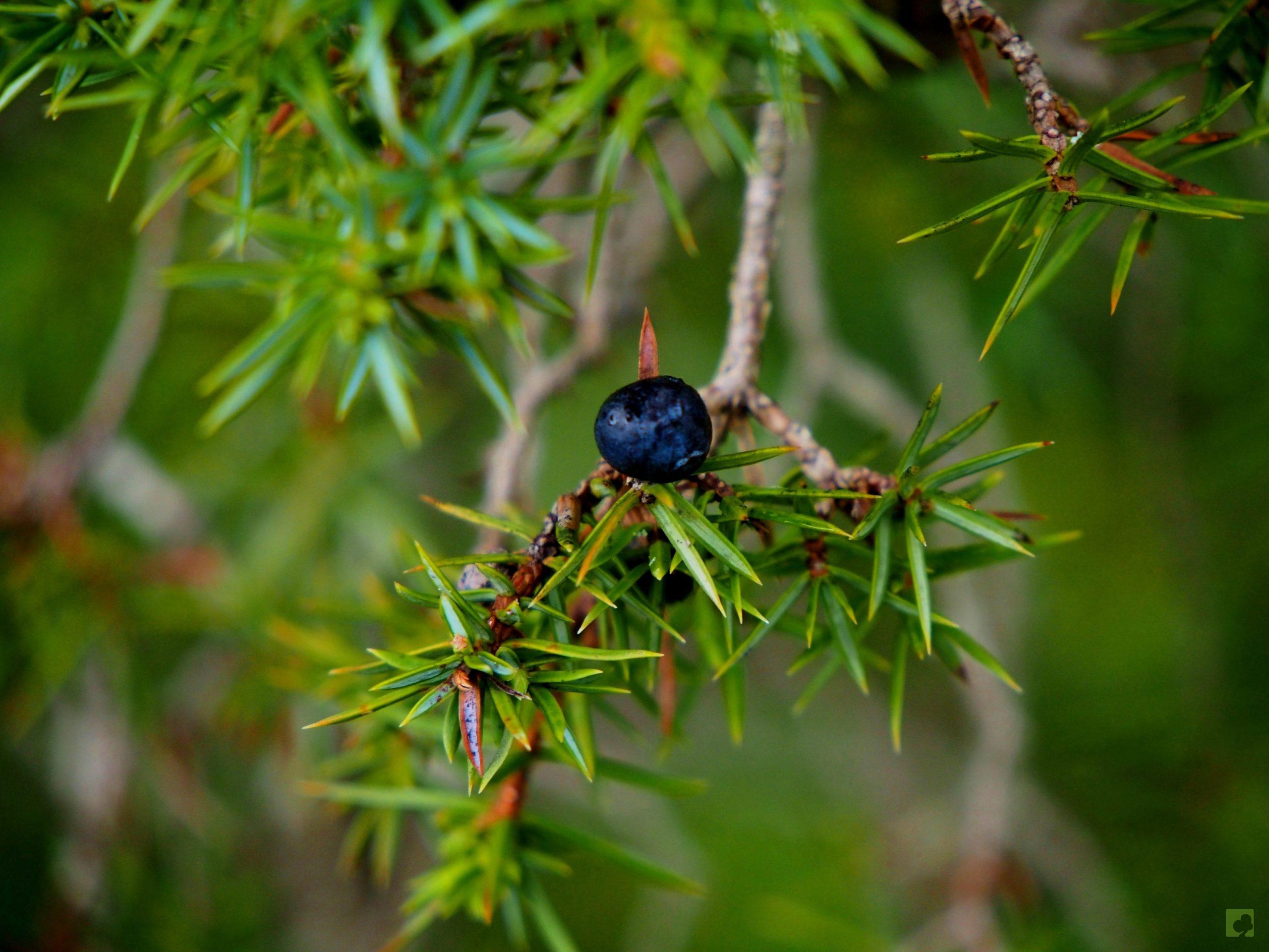 Processed with MOLDIV