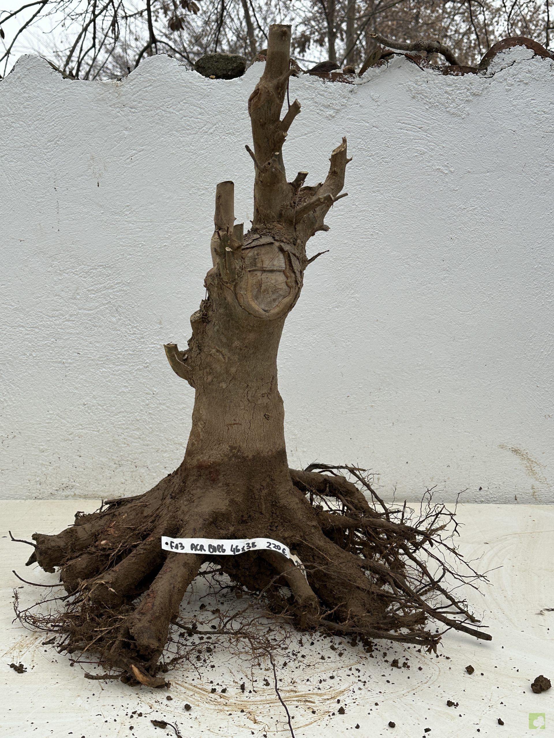 F13 ACR BURGERIANO (1)