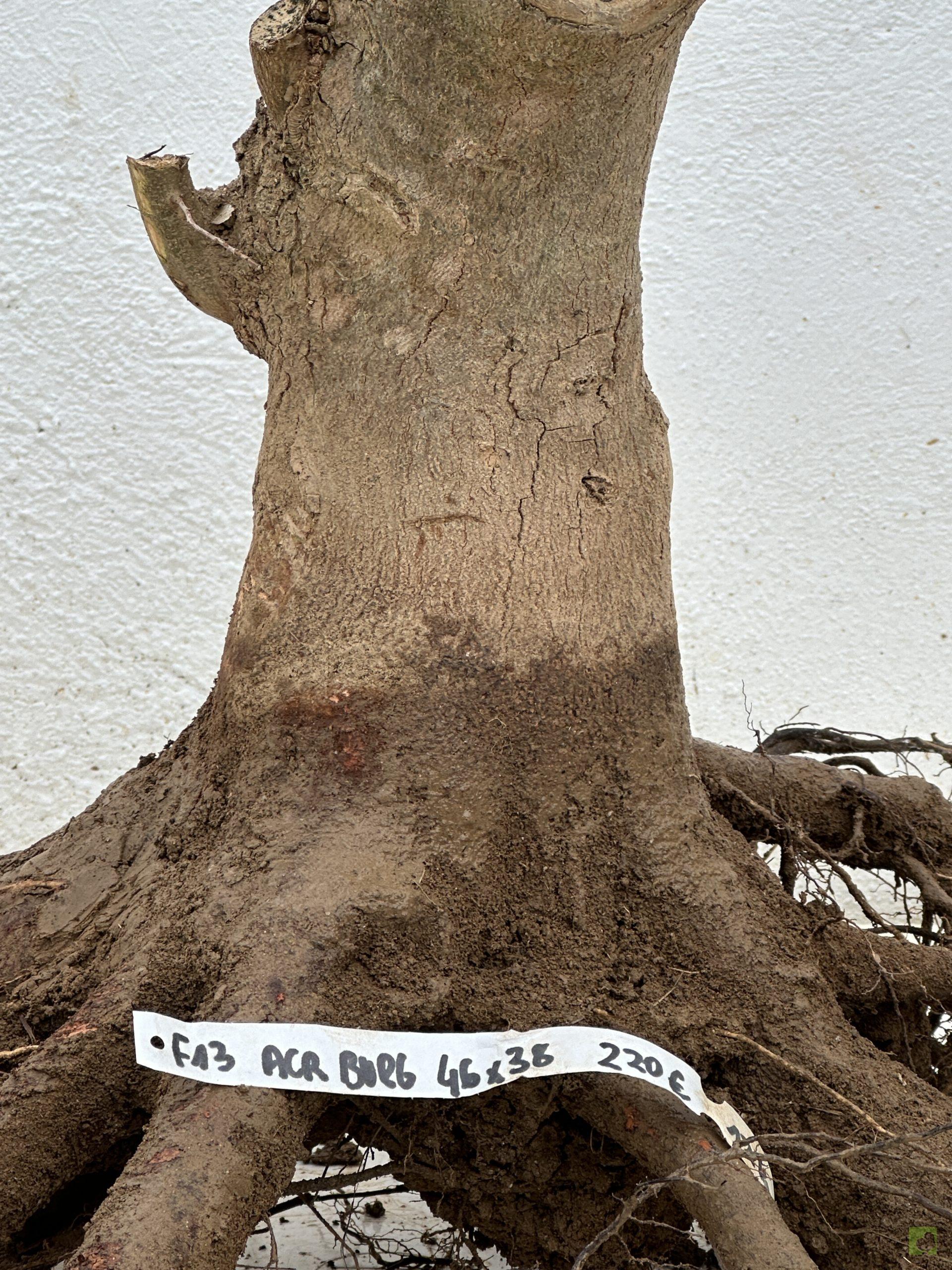 F13 ACR BURGERIANO (2)