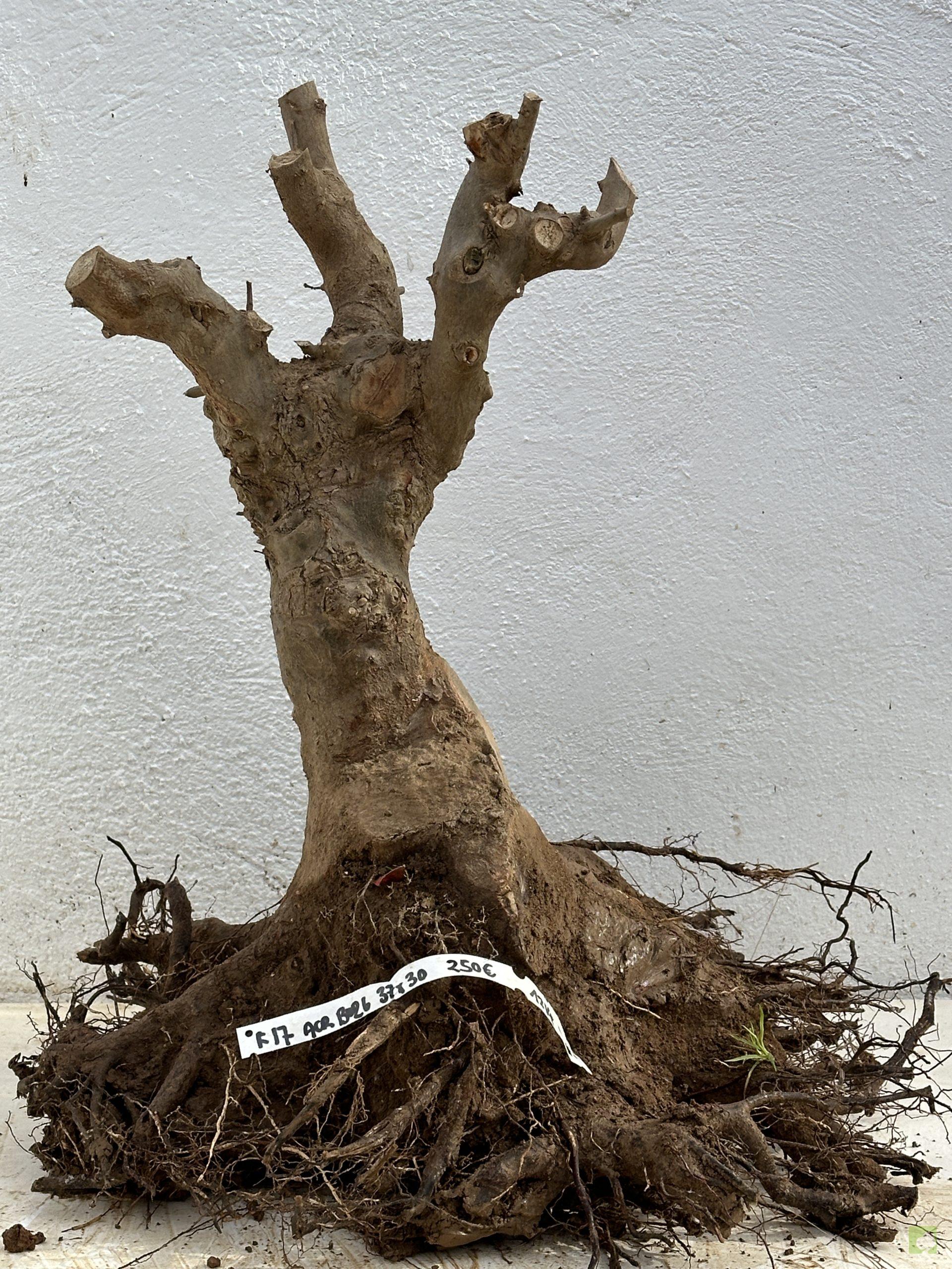 F17 ACR BURGERIANO (1)