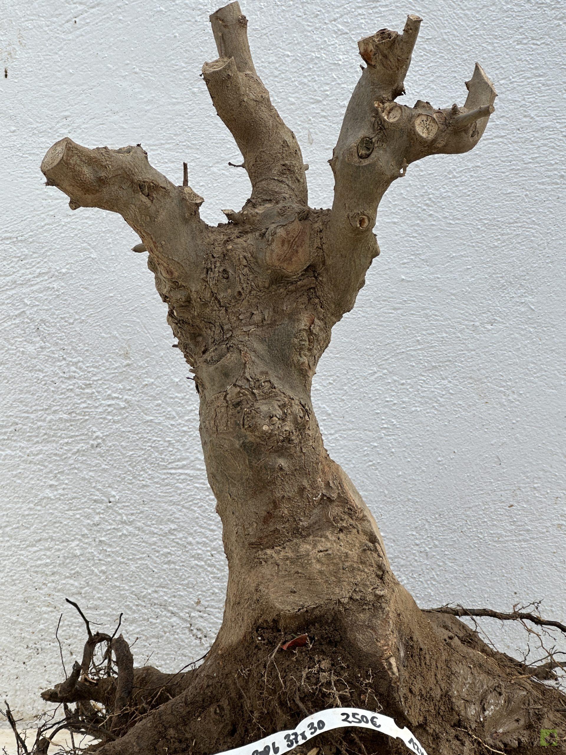 F17 ACR BURGERIANO (2)