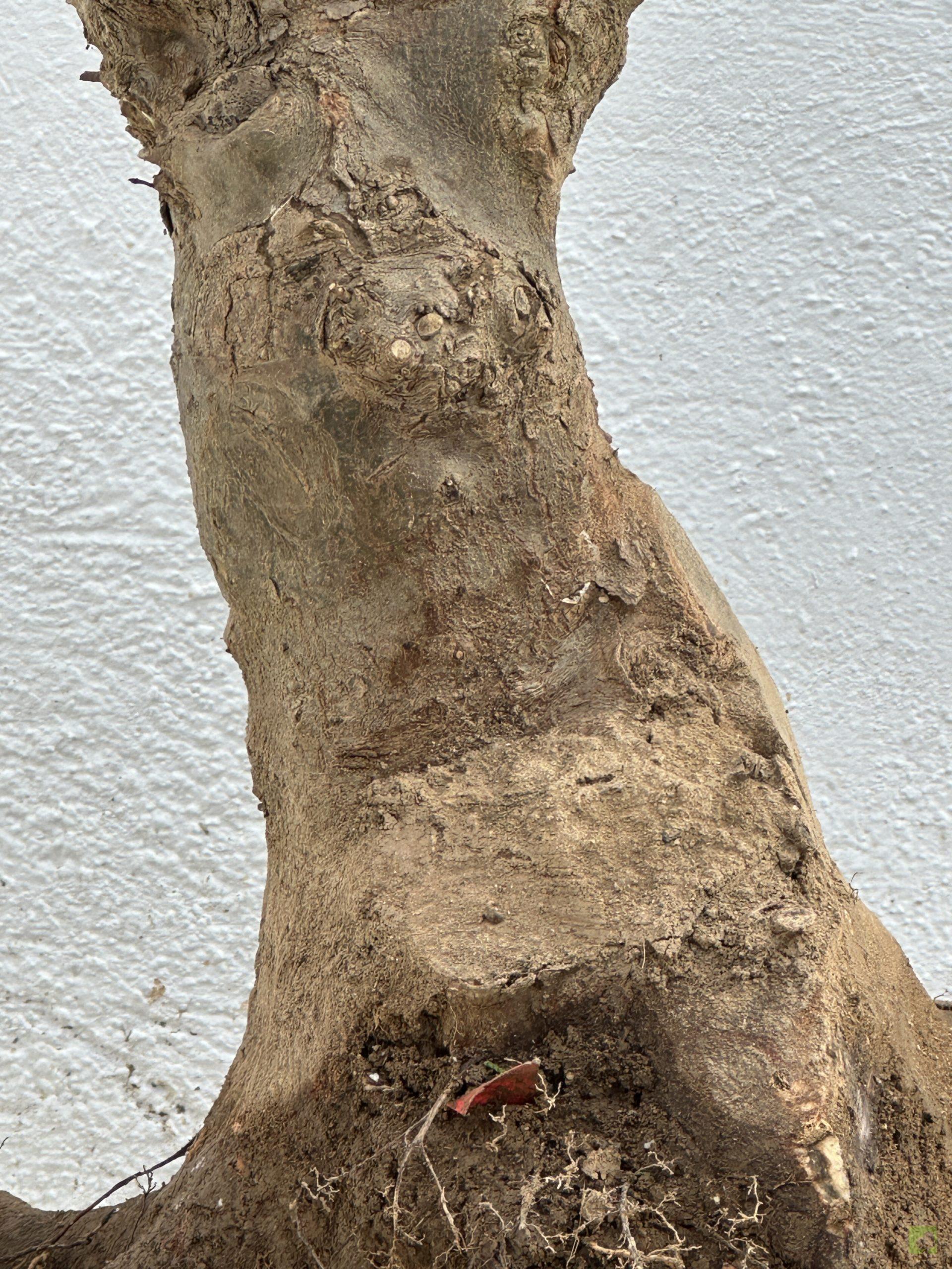 F17 ACR BURGERIANO (3)