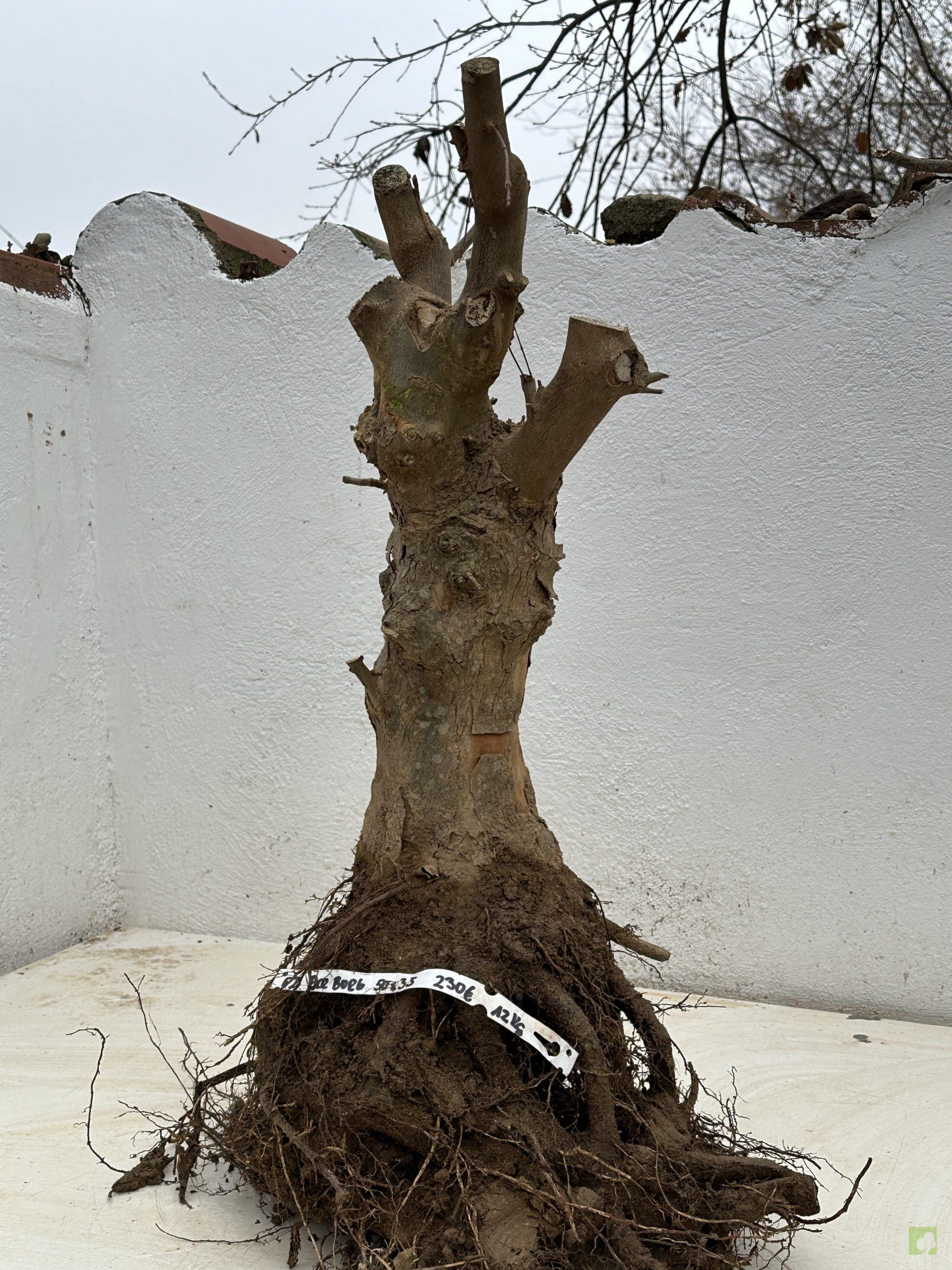 F2 ACR BURGERIANO (1)