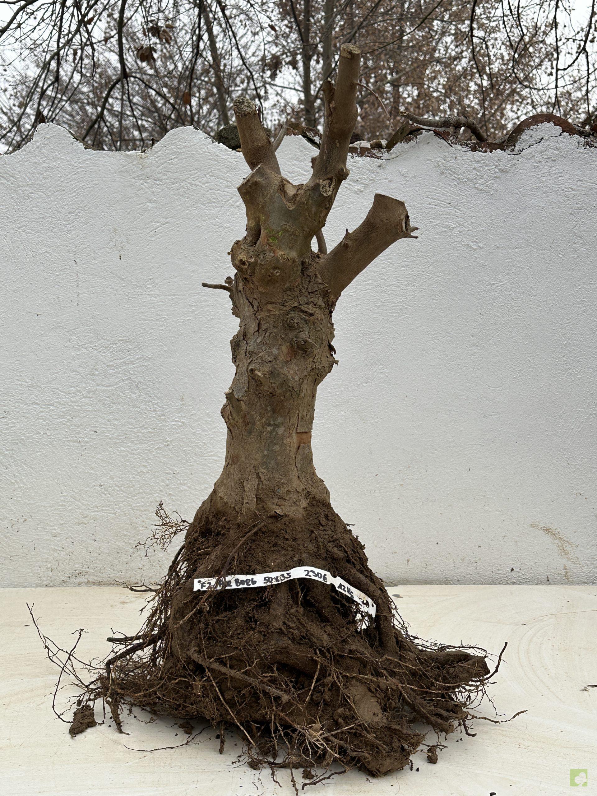 F2 ACR BURGERIANO (2)