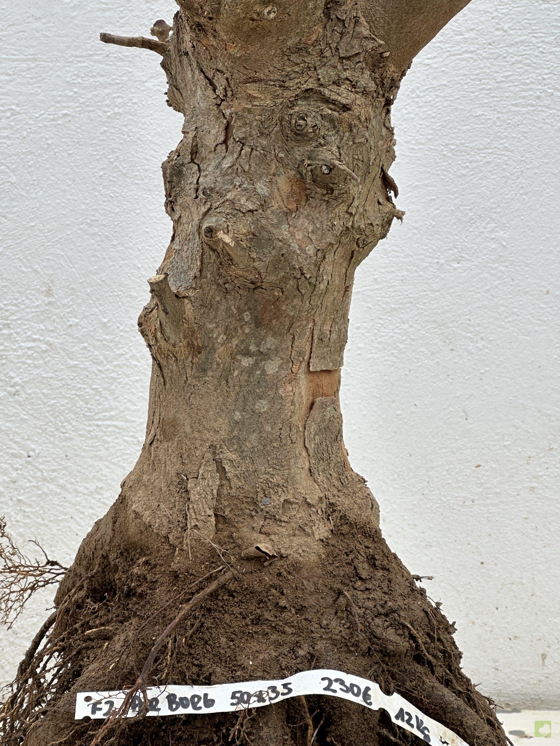 F2 ACR BURGERIANO (3)