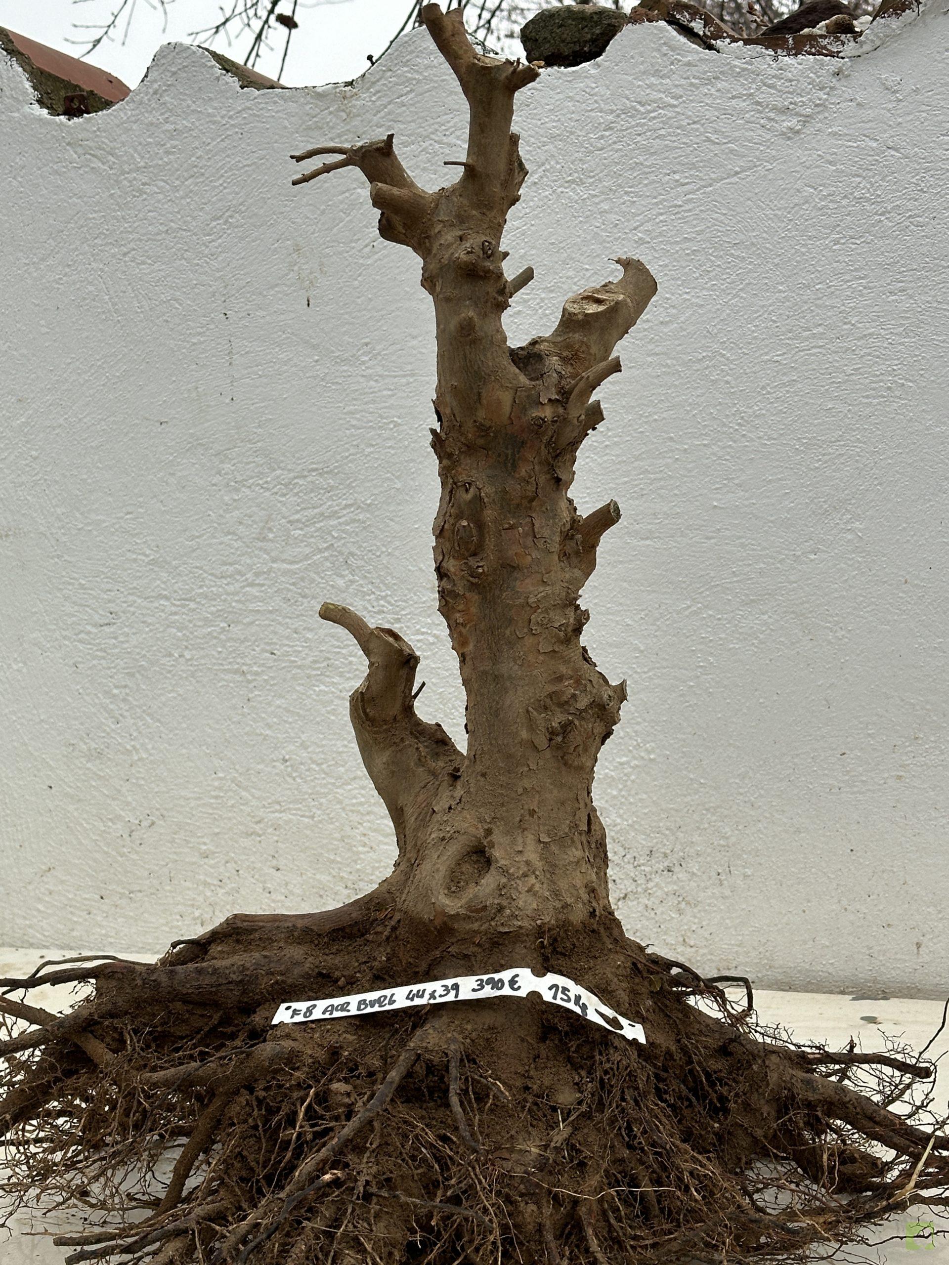 F8 ACR BURGERIANO (2)