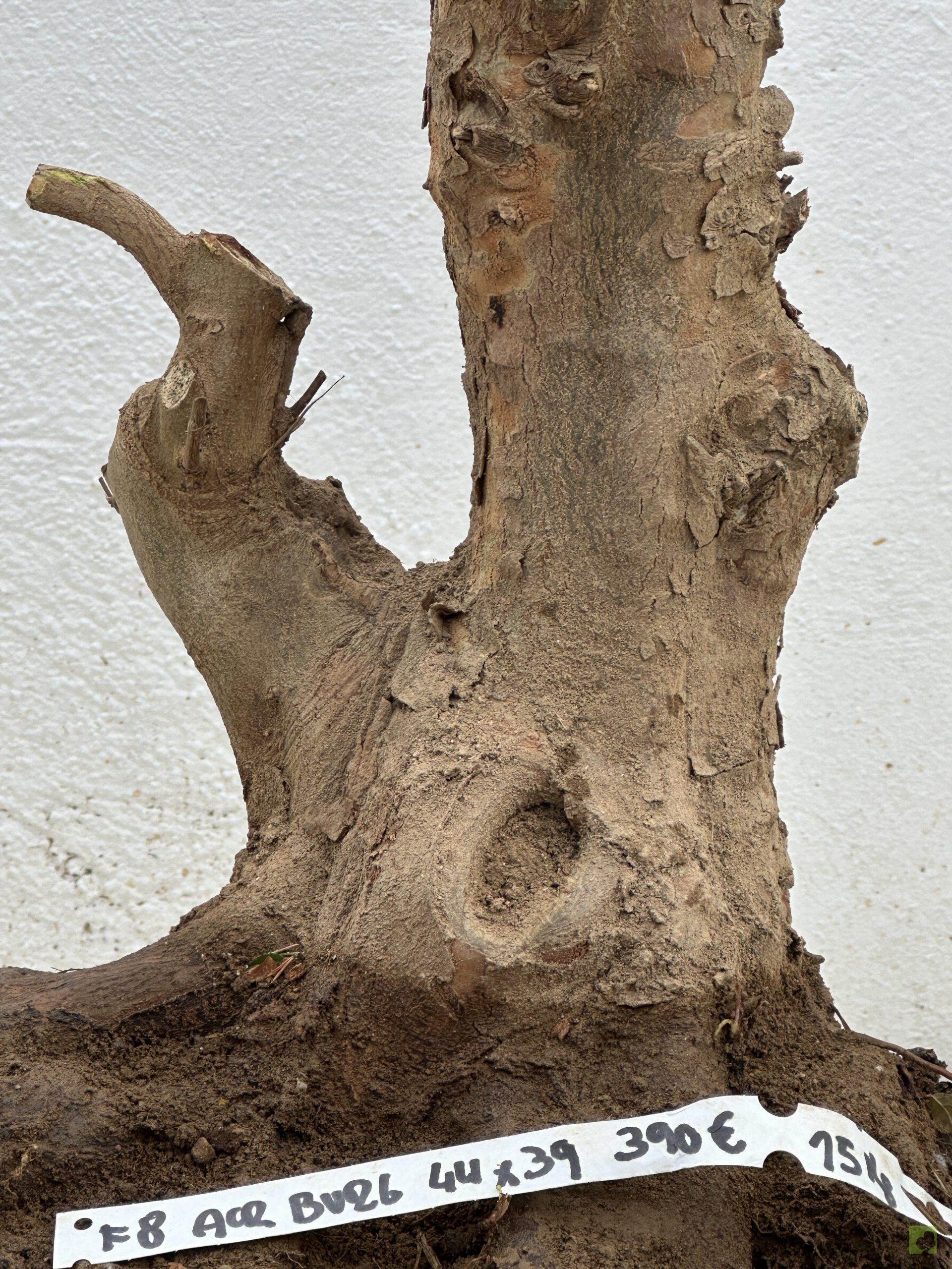 F8 ACR BURGERIANO (3)