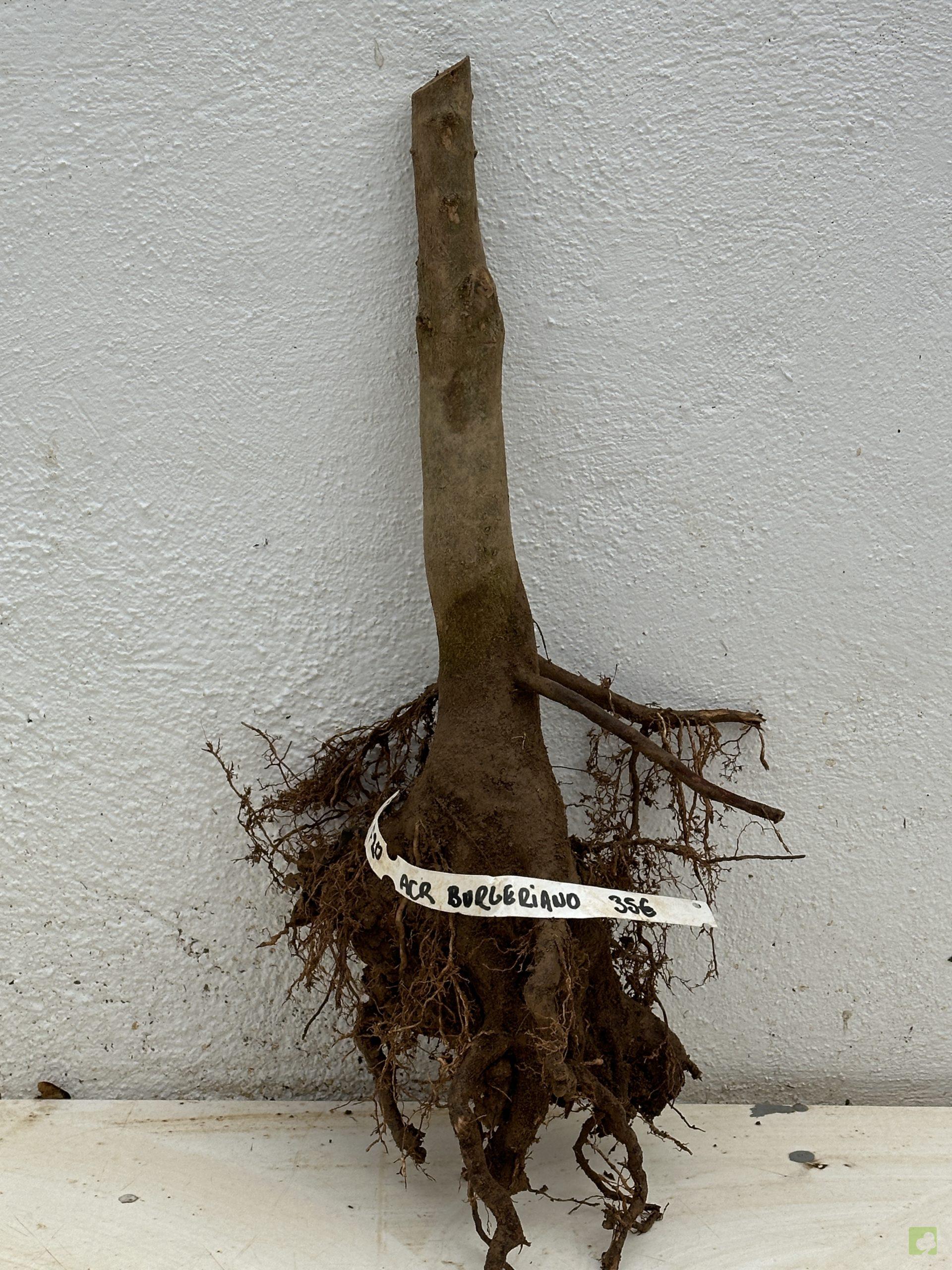 f20 acr burgeriano (1)