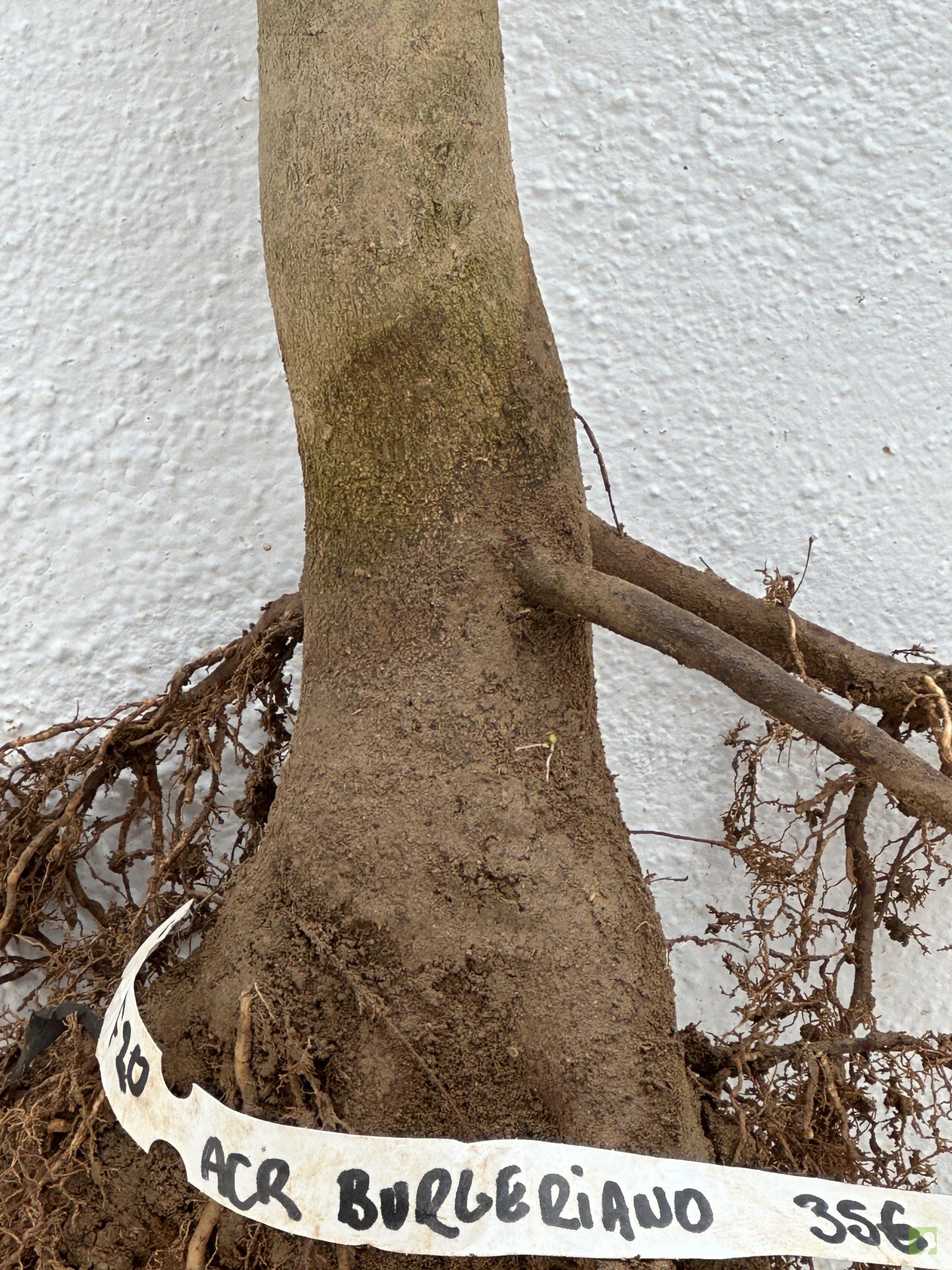 f20 acr burgeriano (2)