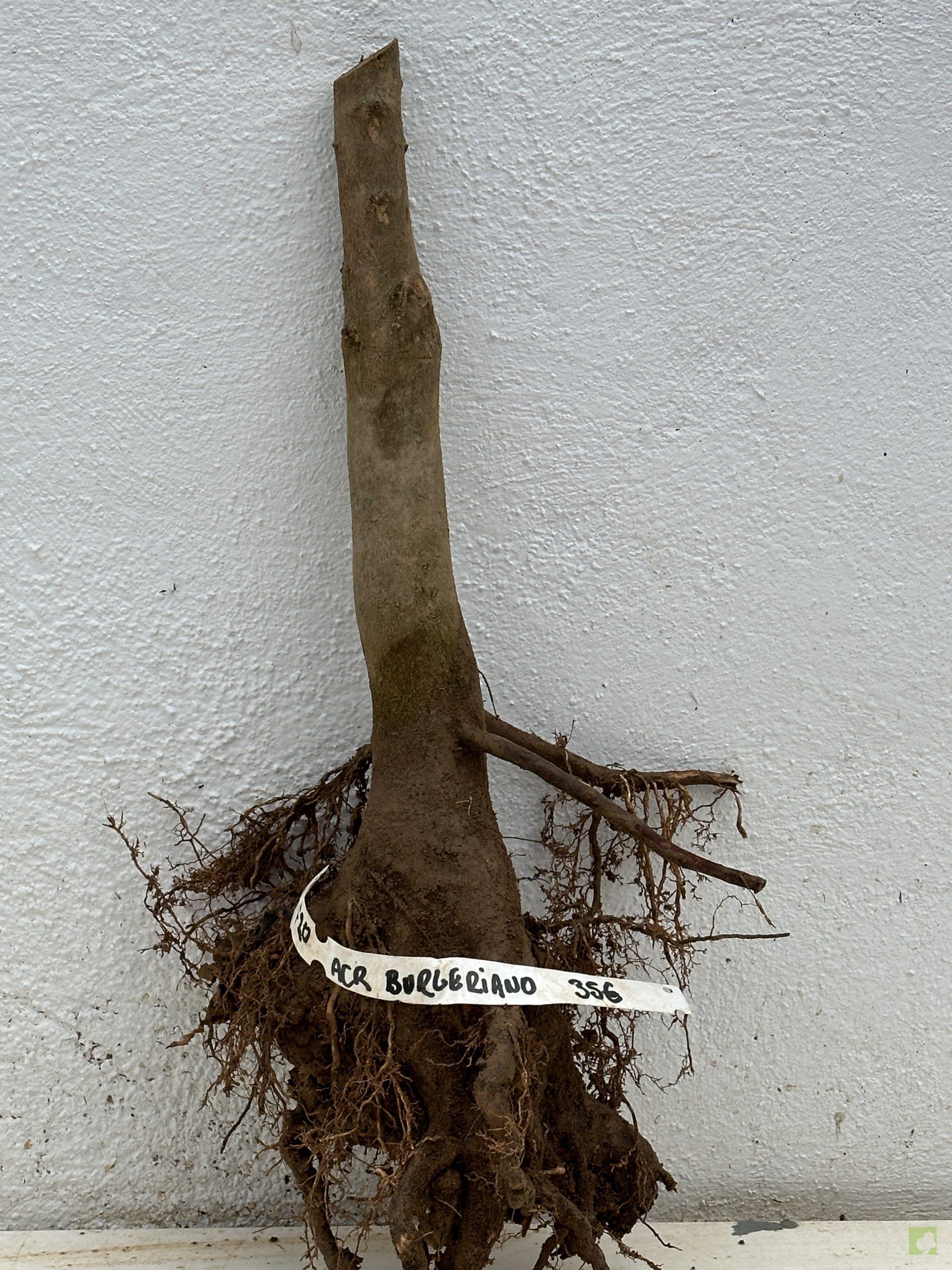 f20 acr burgeriano (3)