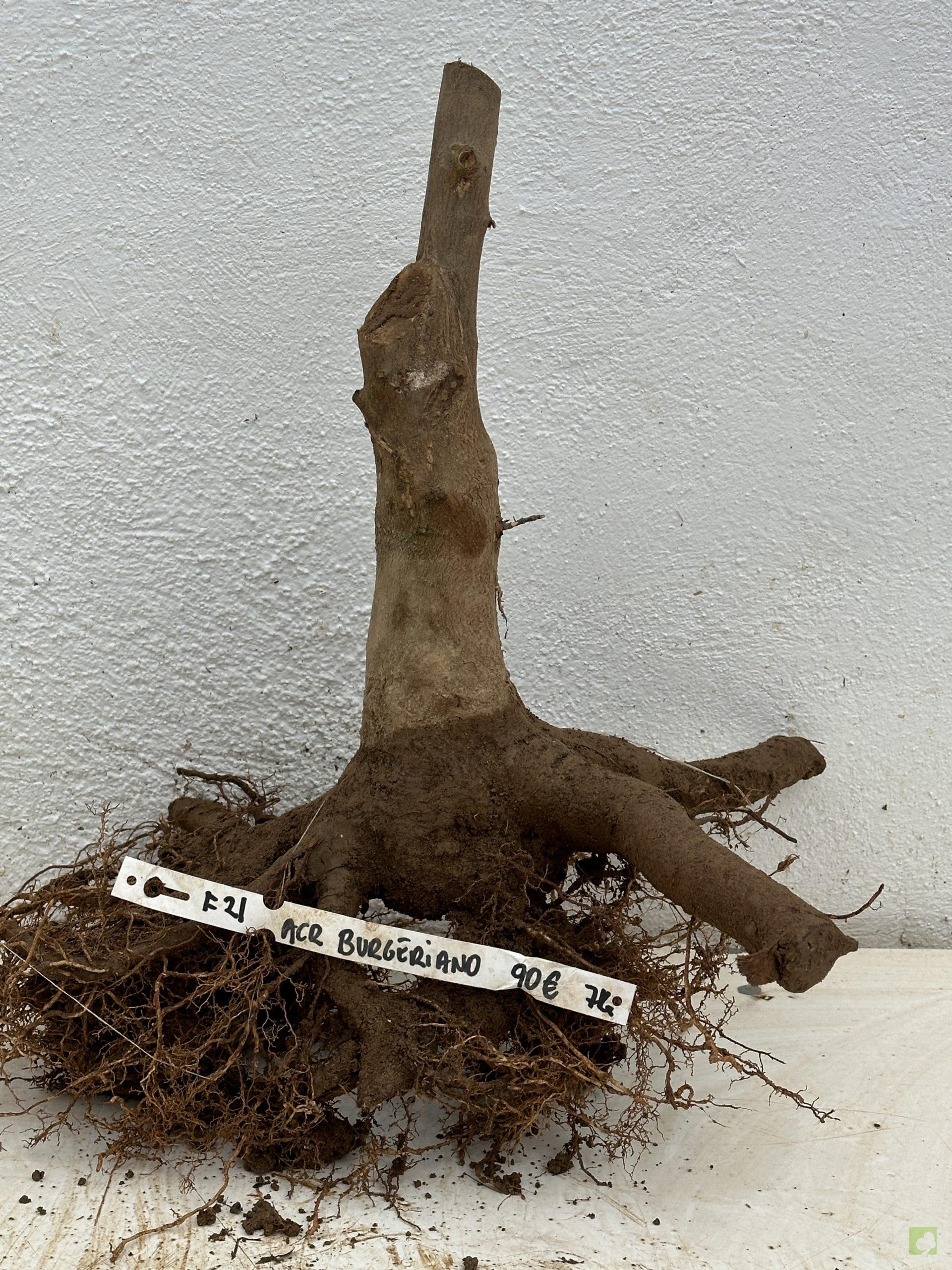 f21 acr burgeriano (1)