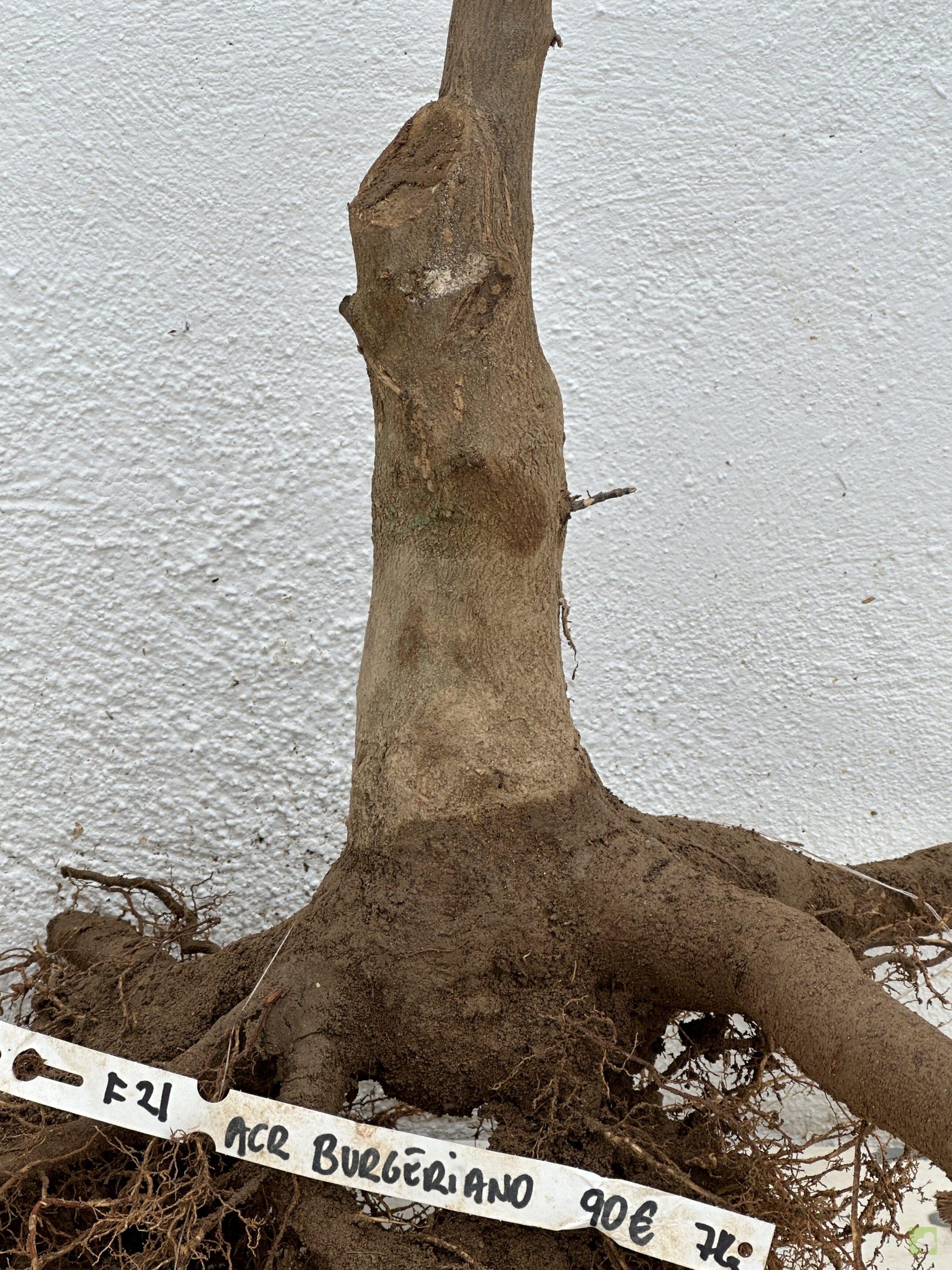 f21 acr burgeriano (2)