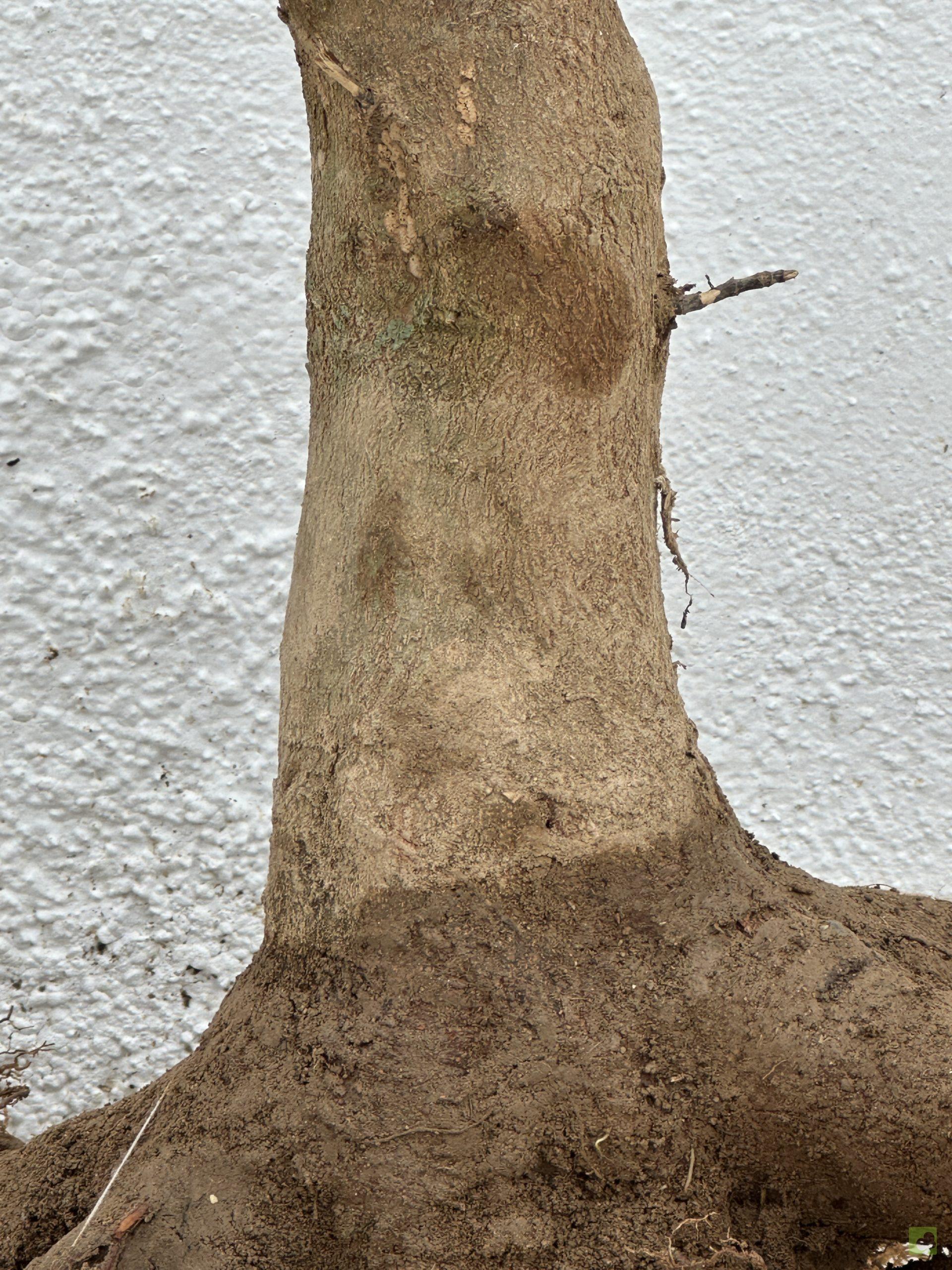 f21 acr burgeriano (3)