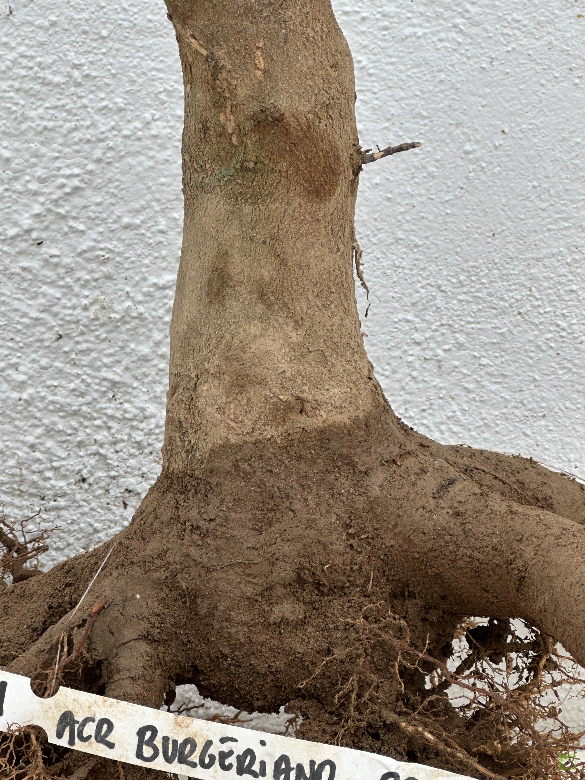 f21 acr burgeriano (4)