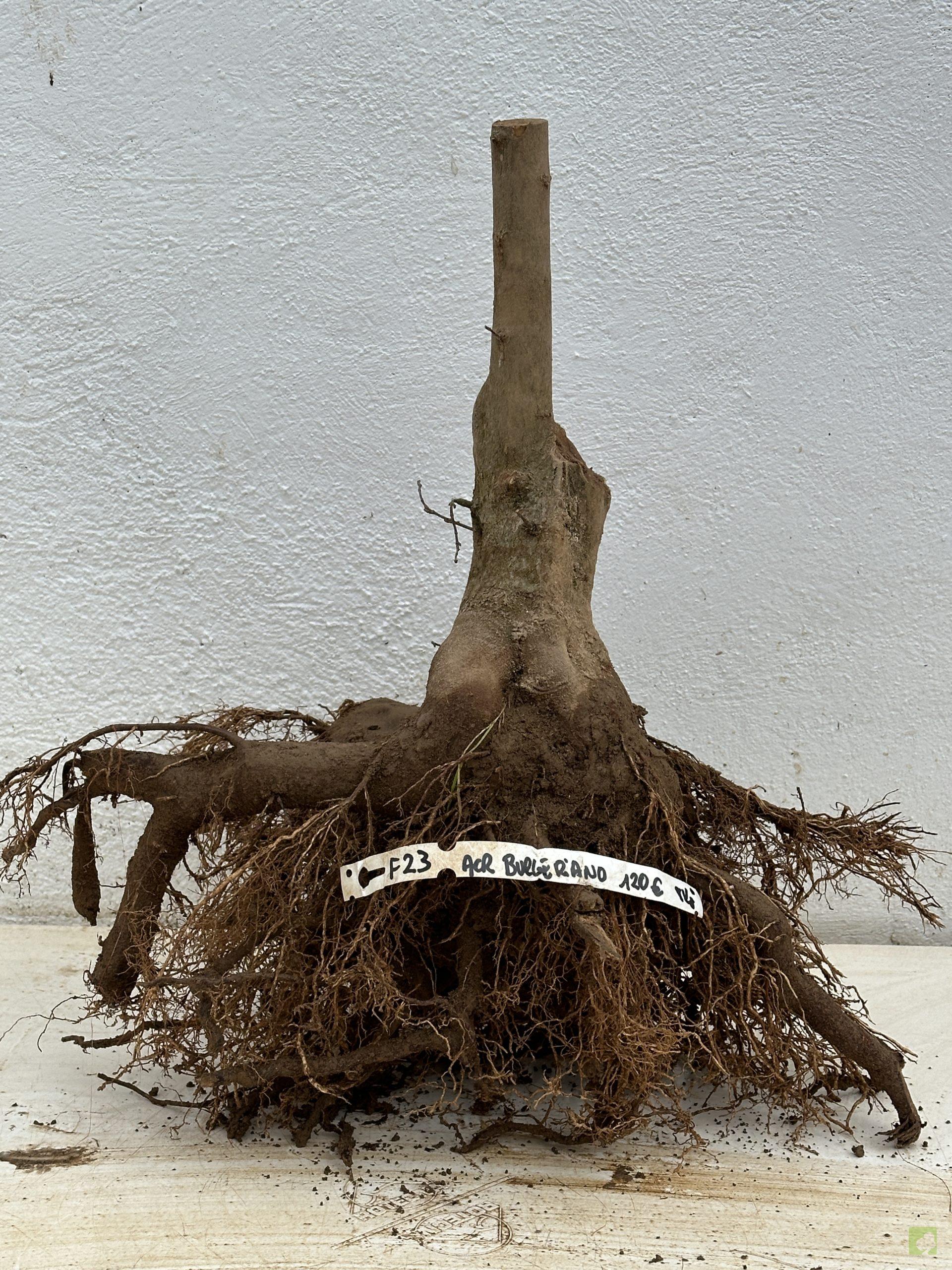 f23 acr burgeriano (1)