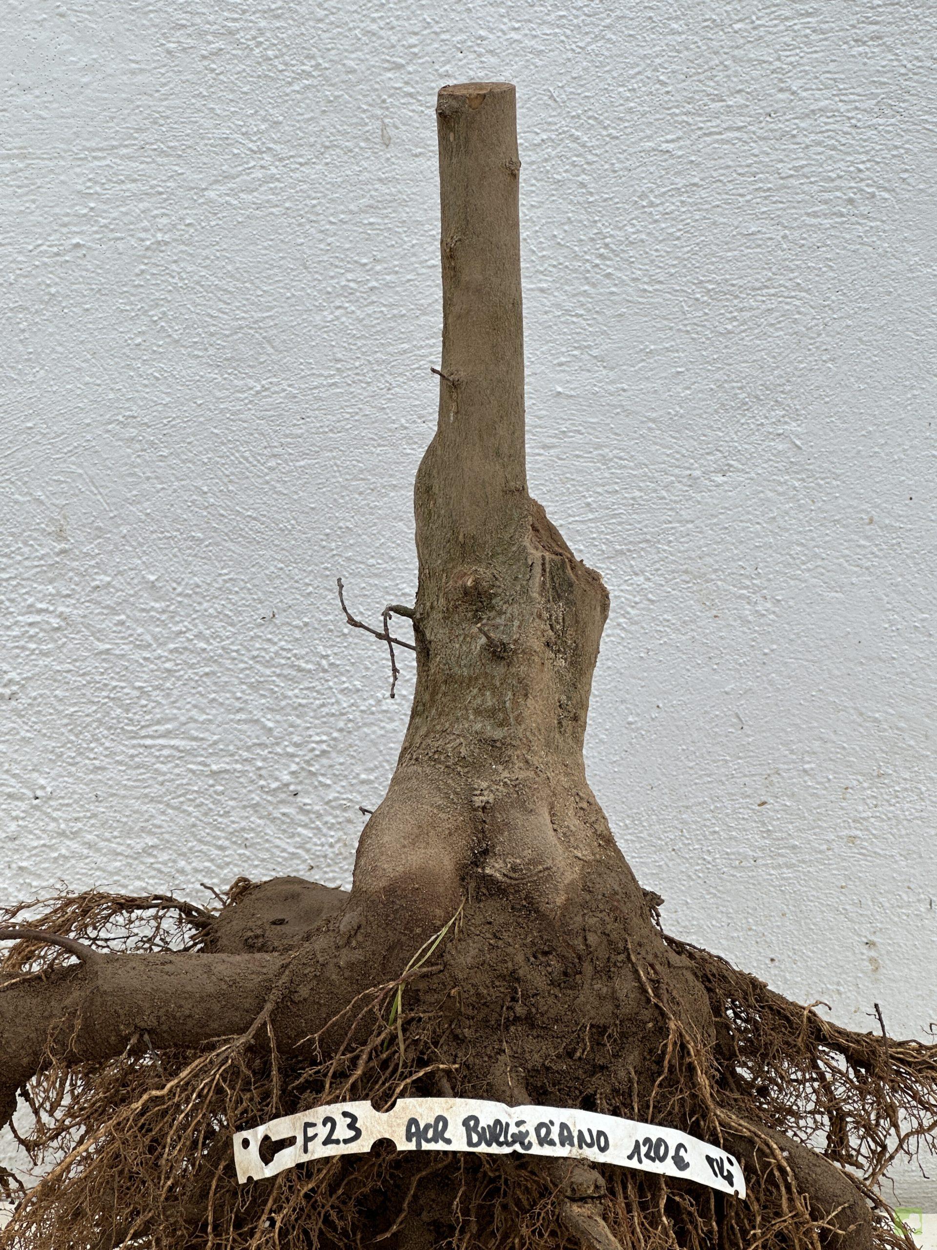 f23 acr burgeriano (2)