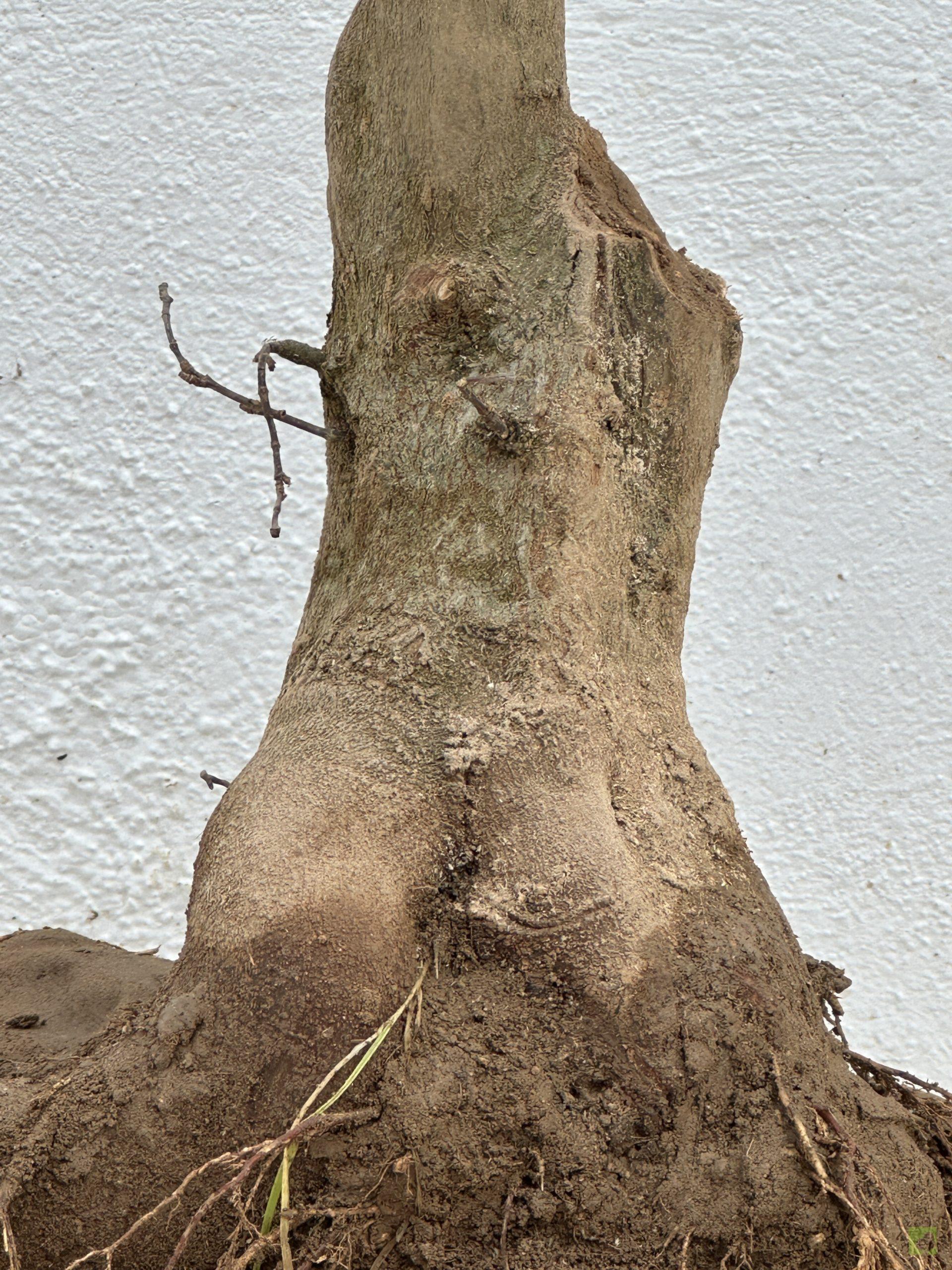 f23 acr burgeriano (3)