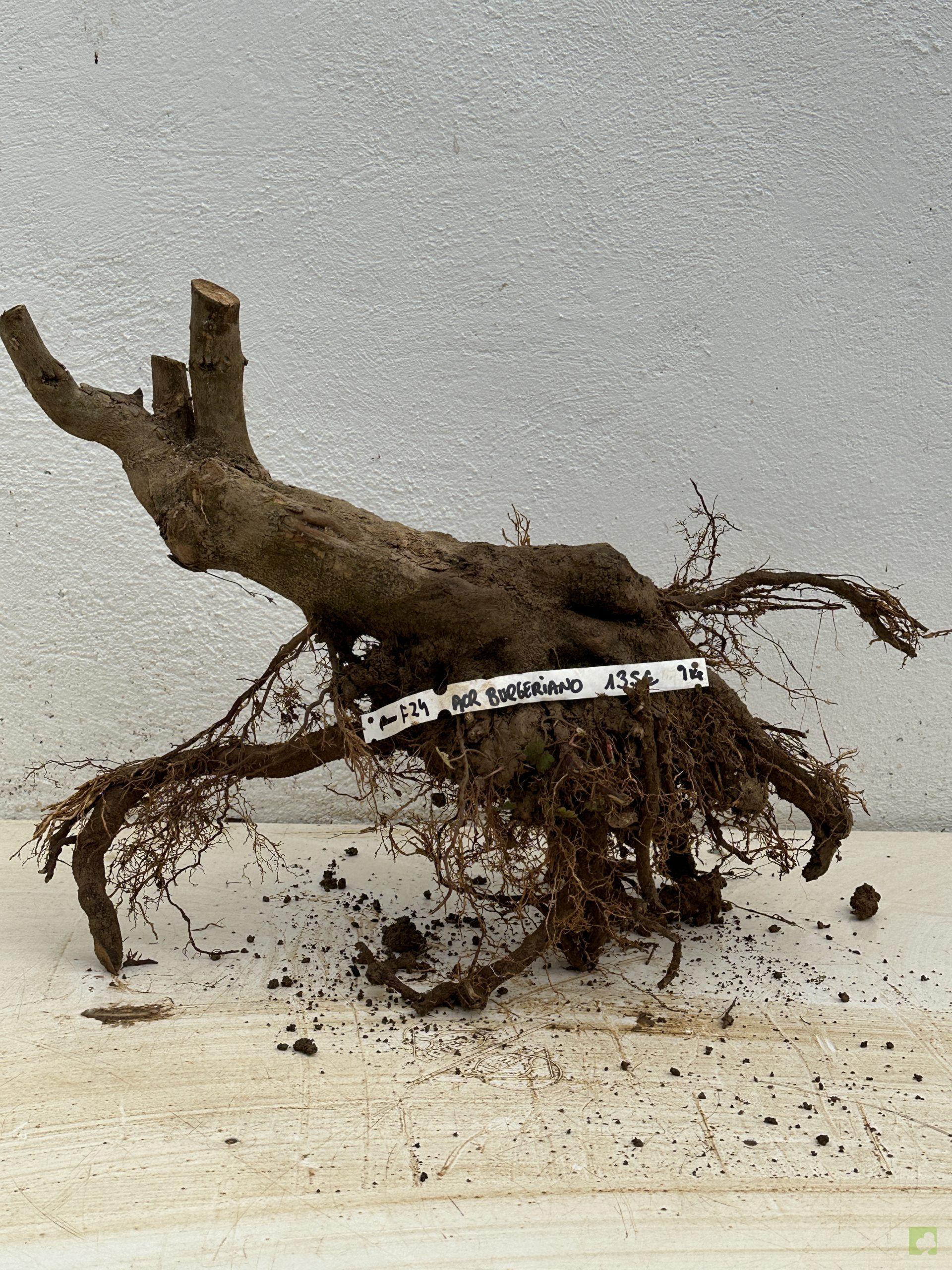 f24 acr burgeriano (1)