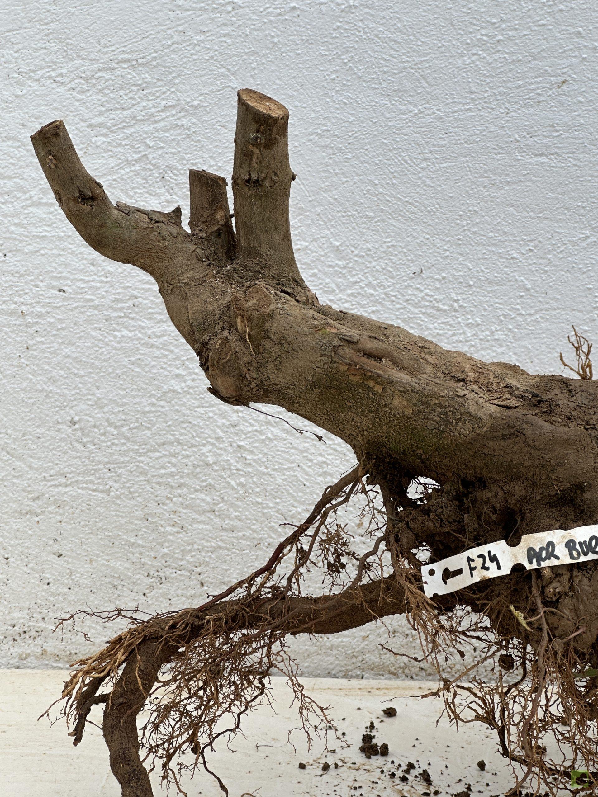 f24 acr burgeriano (2)