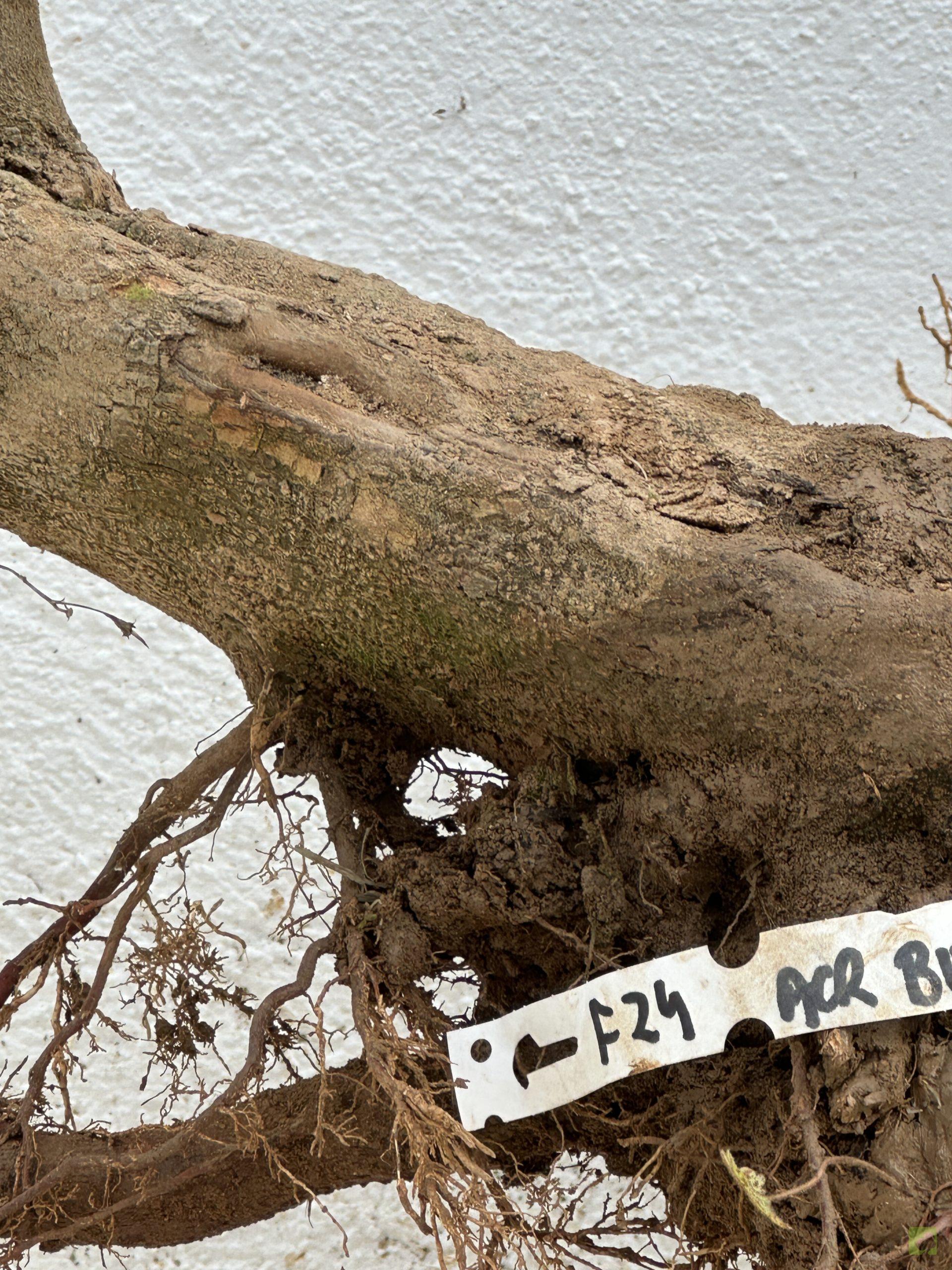 f24 acr burgeriano (3)