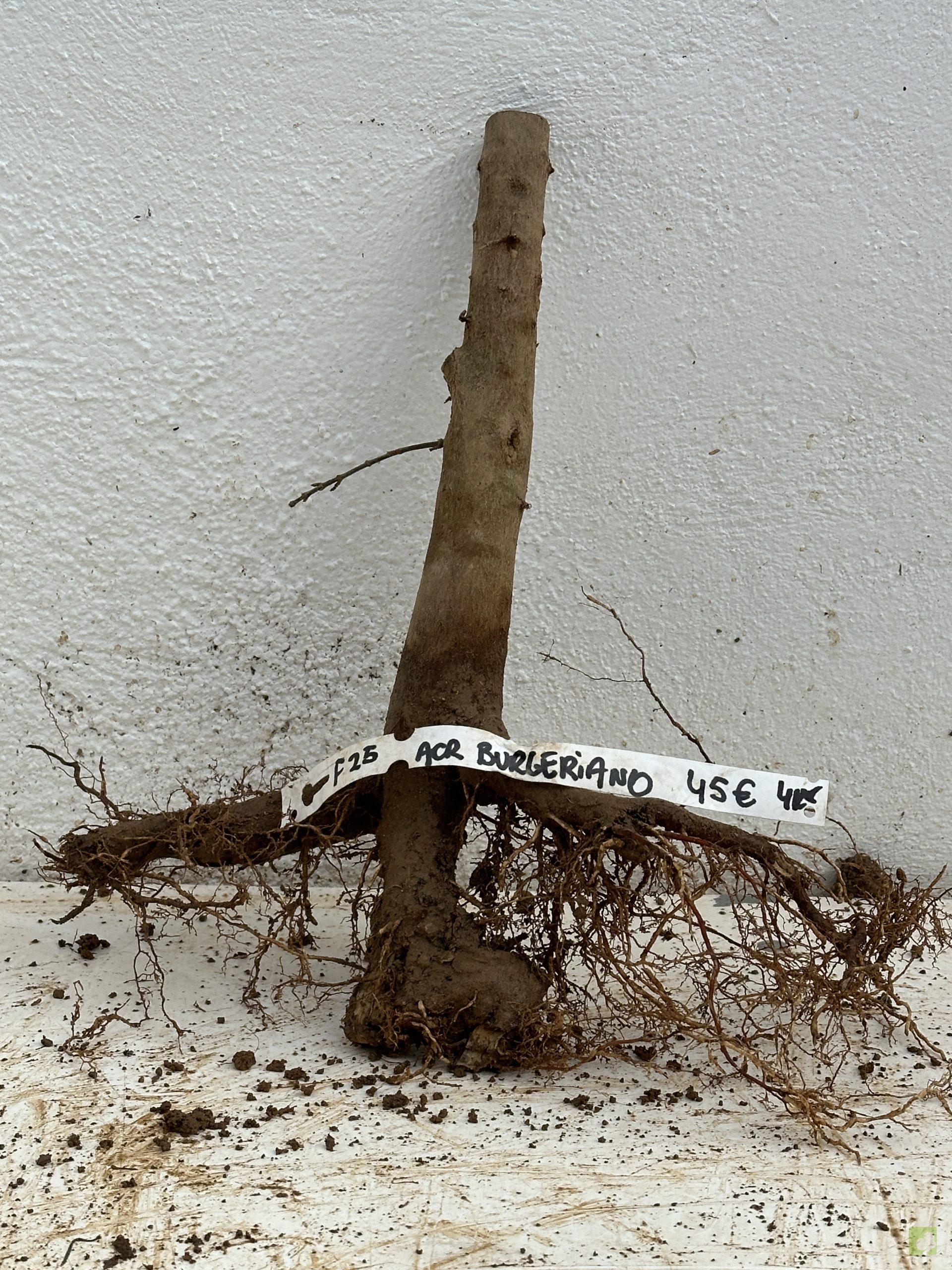 f25 acr burgeriano (1)