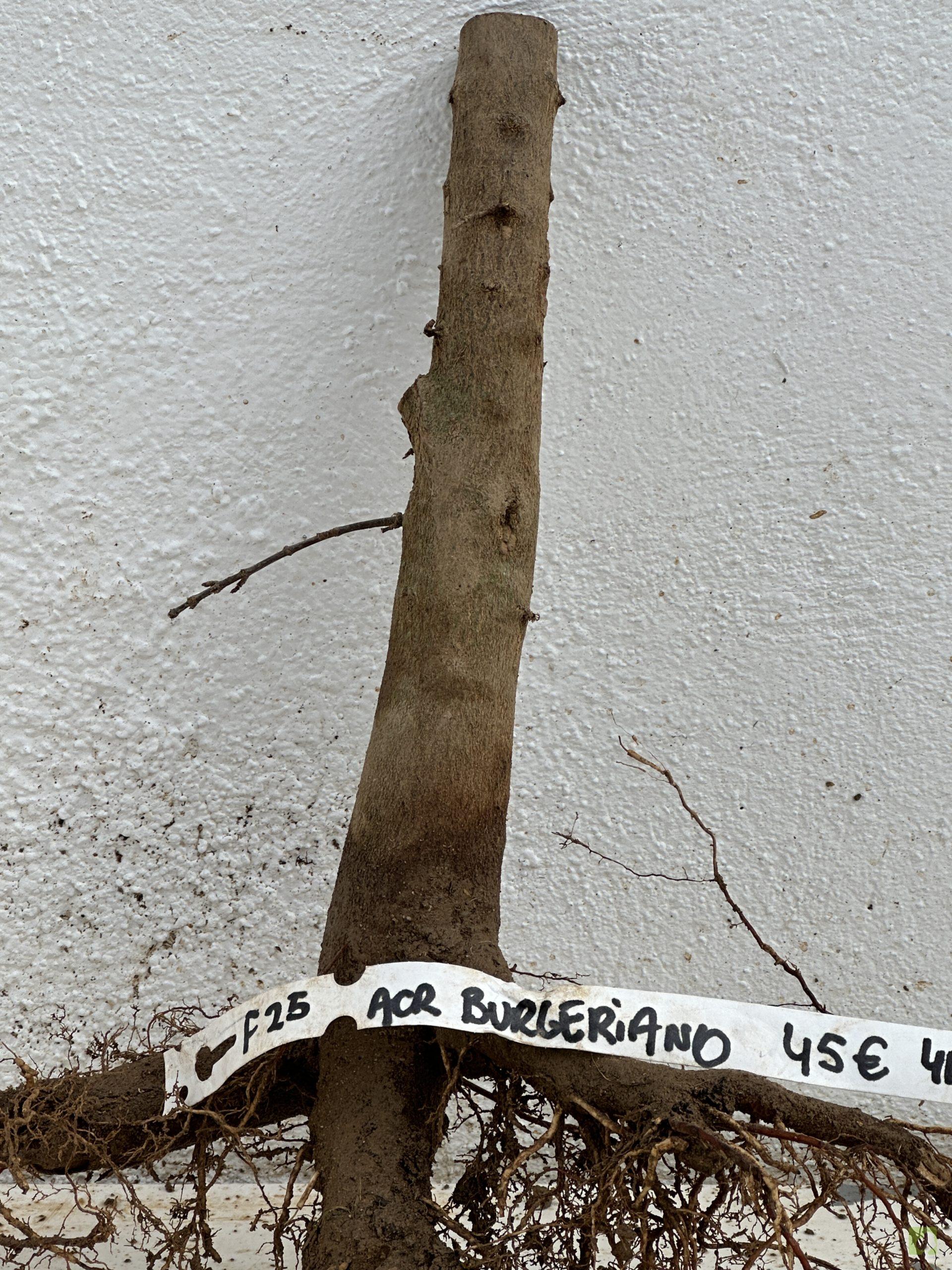 f25 acr burgeriano (3)