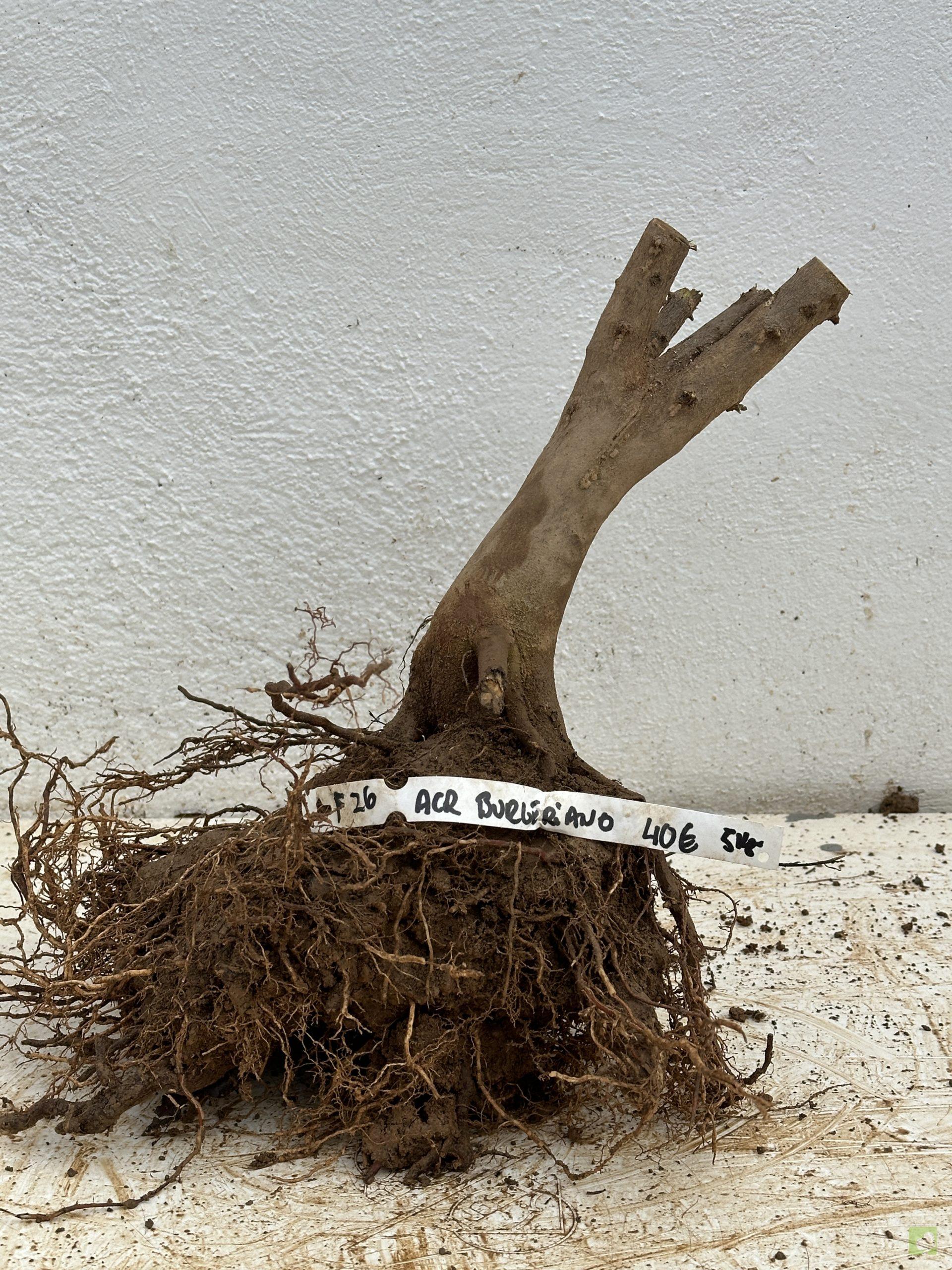 f26 arc burgeriano (1)