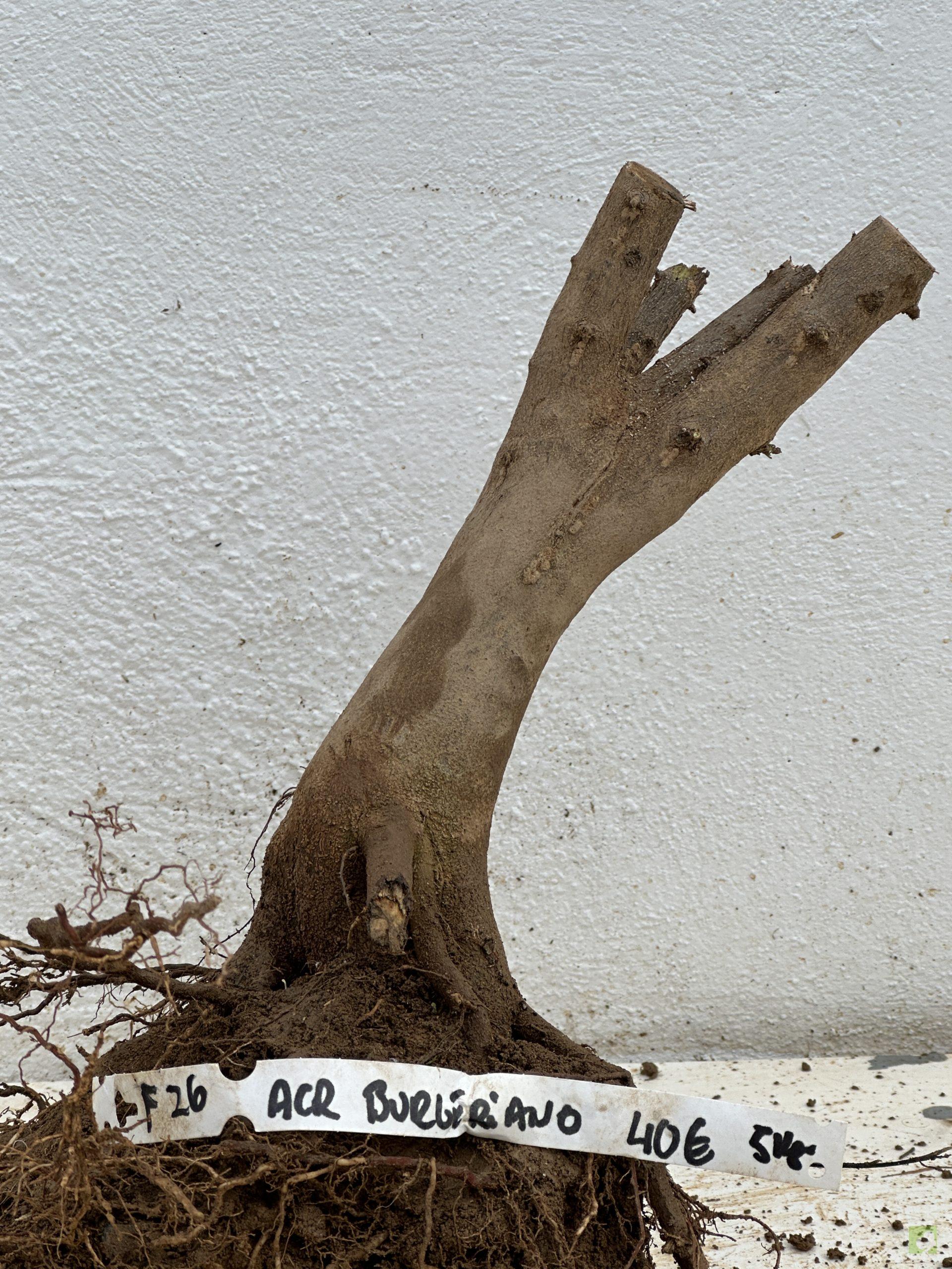 f26 arc burgeriano (2)