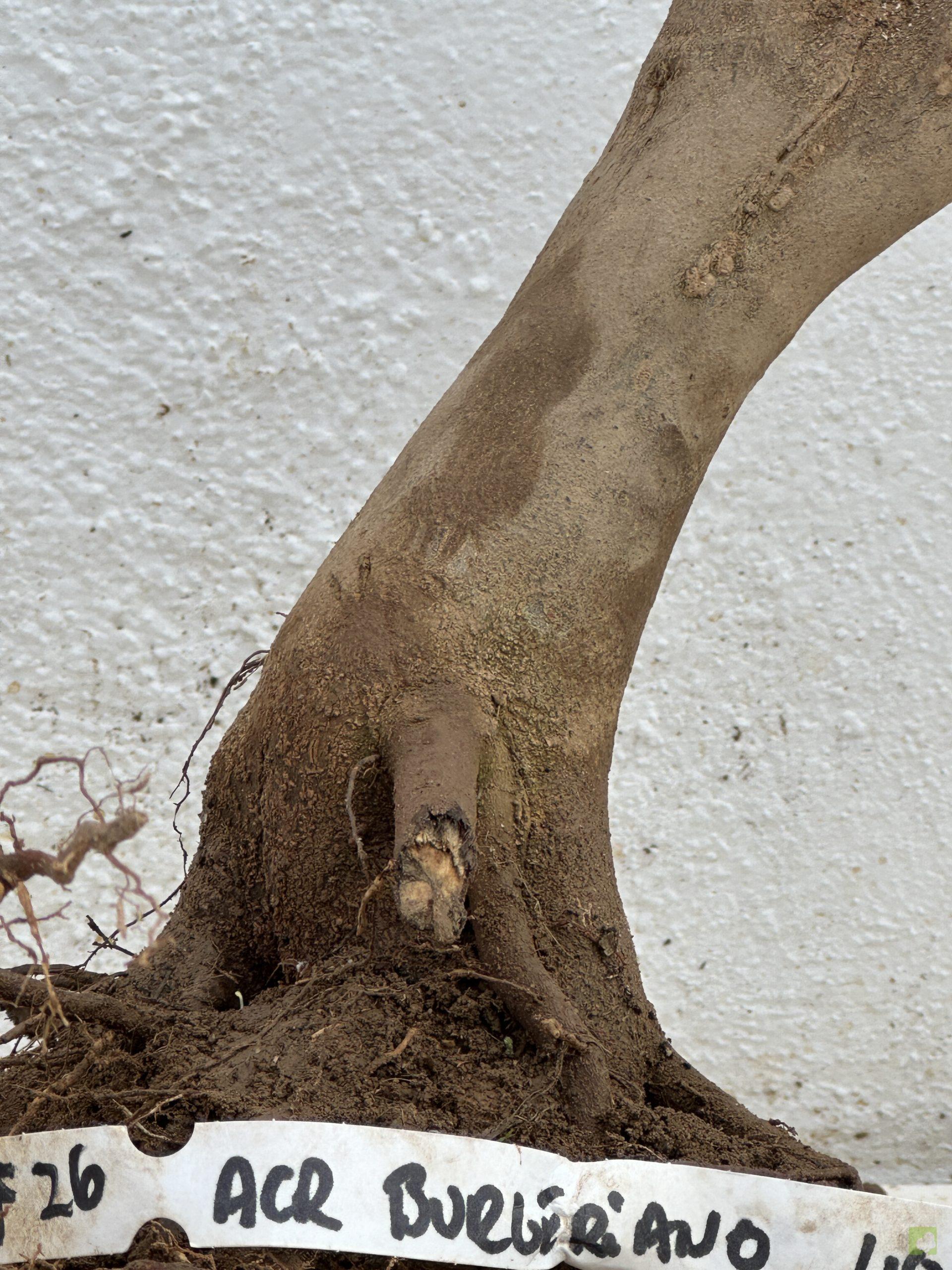 f26 arc burgeriano (3)