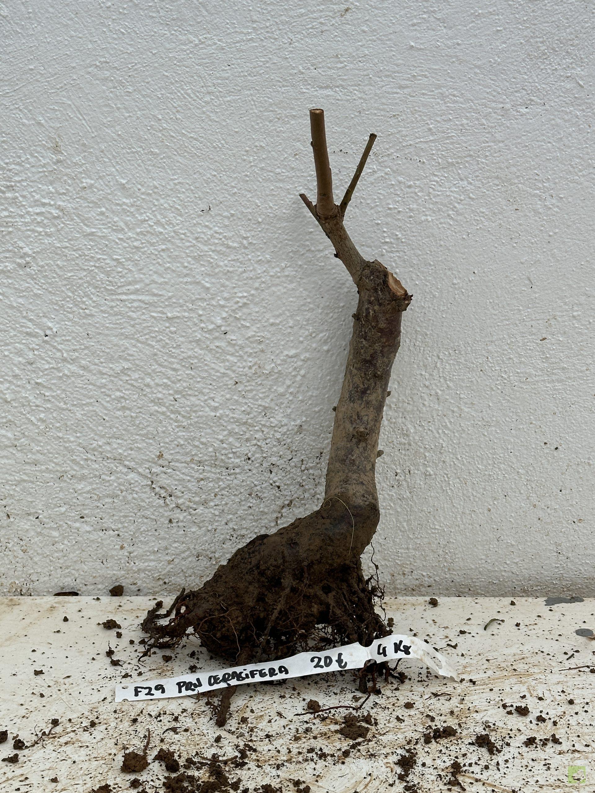 f29 prn cerasifera (1)