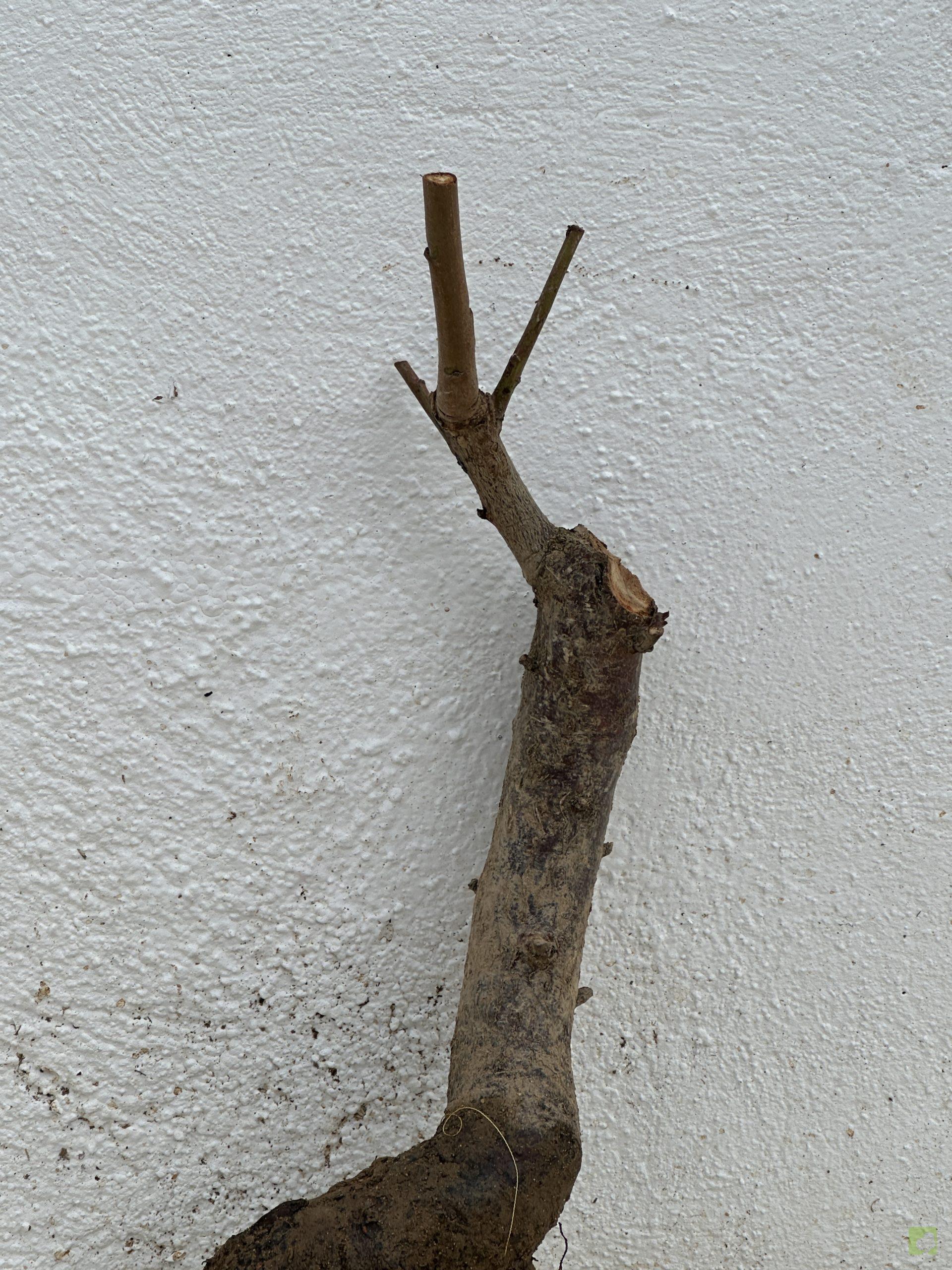 f29 prn cerasifera (2)