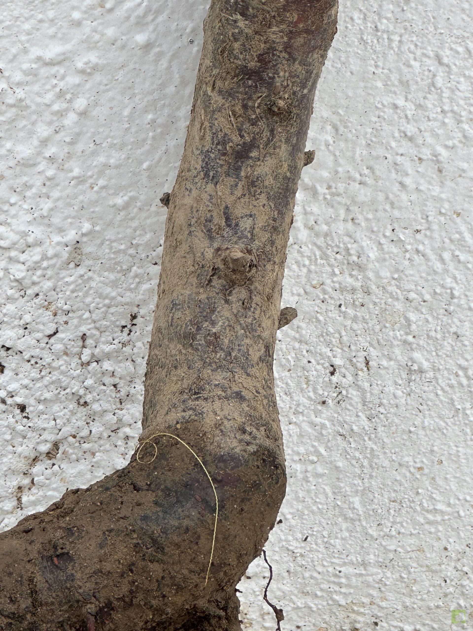 f29 prn cerasifera (3)