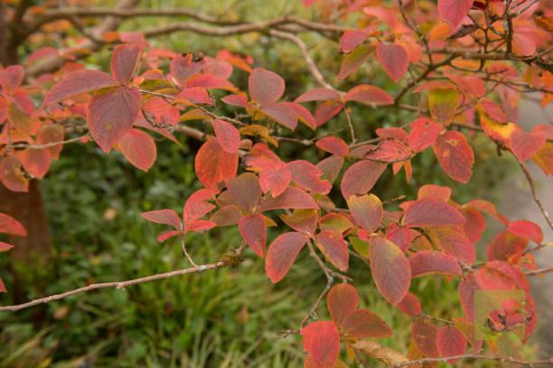 Stewartia pseudocamellia is a Deciduous Tree Native to Japan and Korea