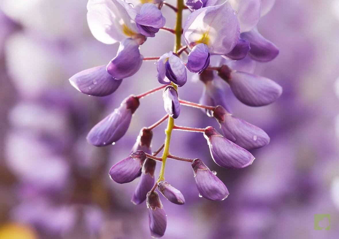 wisteria lila (1)