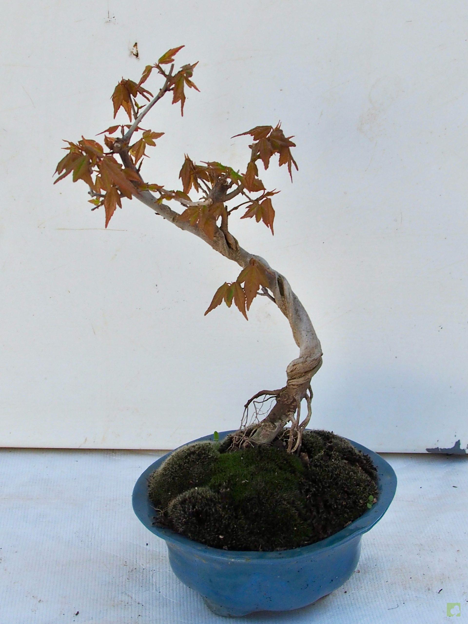 Processed with MOLDIV